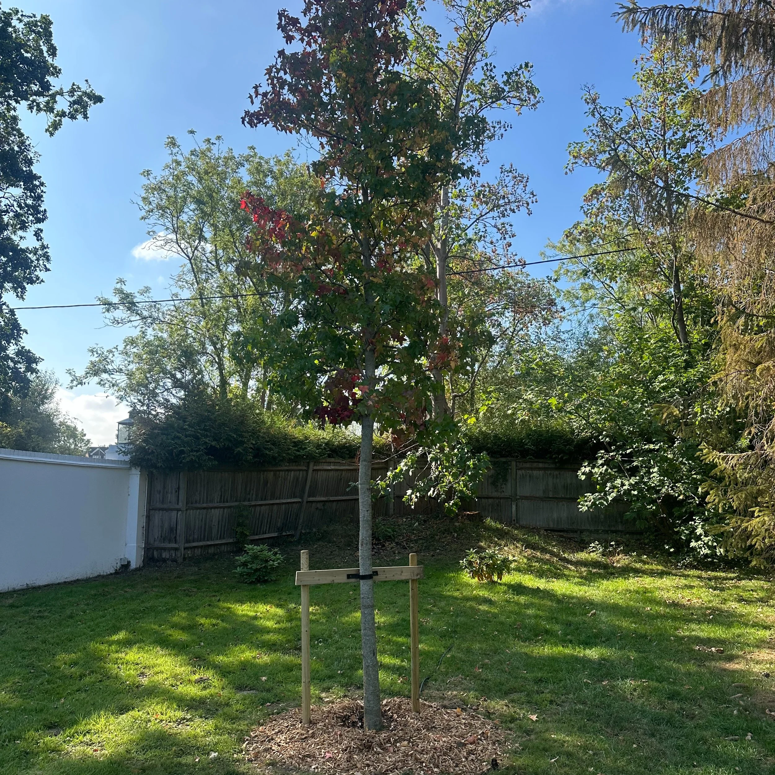 These homeowners know the value of keeping trees in their garden. They wanted to replace as many as possible&mdash;and they&rsquo;re already planning more.

Joining the big cypresses we planted a few weeks ago:
🌳 1 Liquidambar
🌲 2 Cypresses
🌿 1 Wi