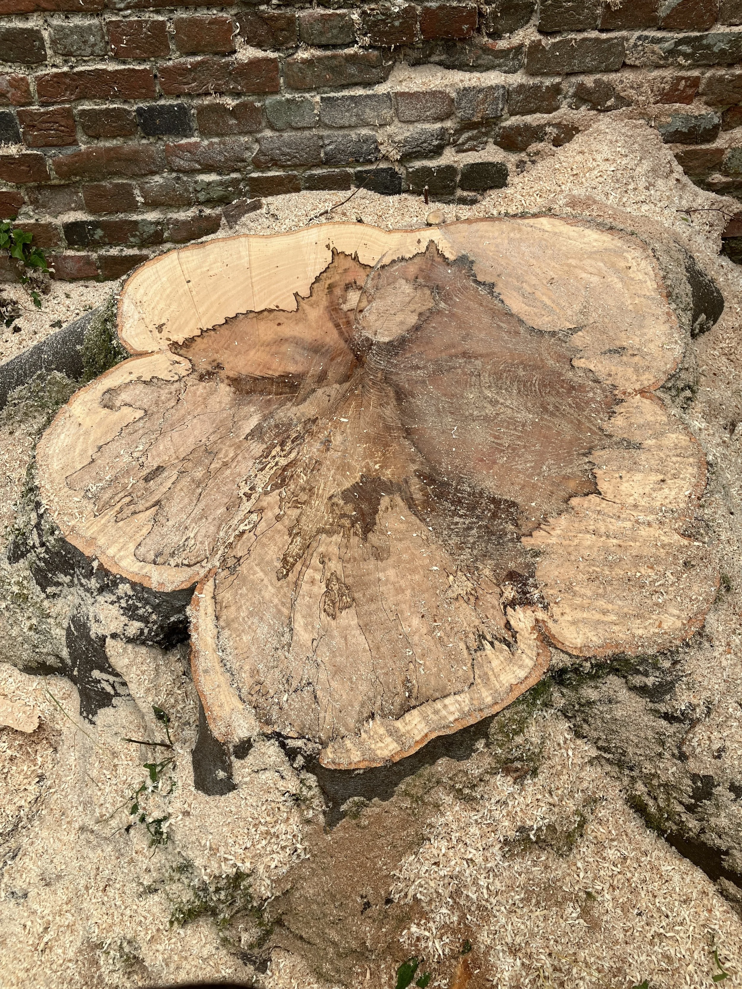 beech-tree-decay-stump-maidenhead.jpeg