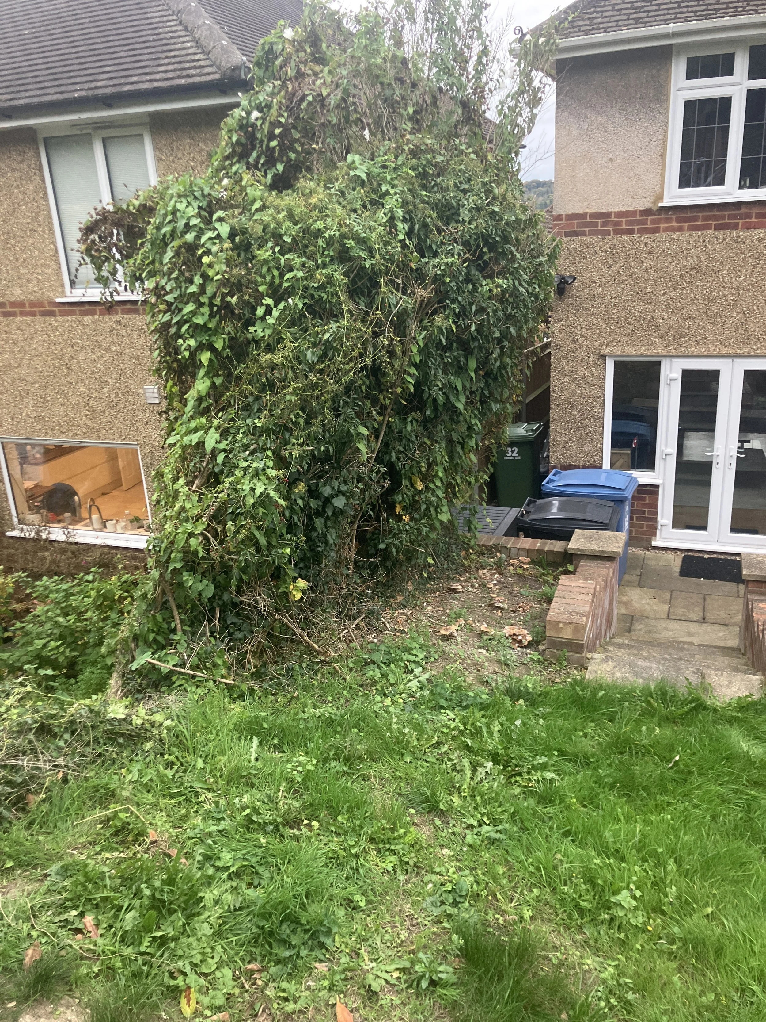 Laurel hedge planting in Marlow garden during boundary hedge replacement project