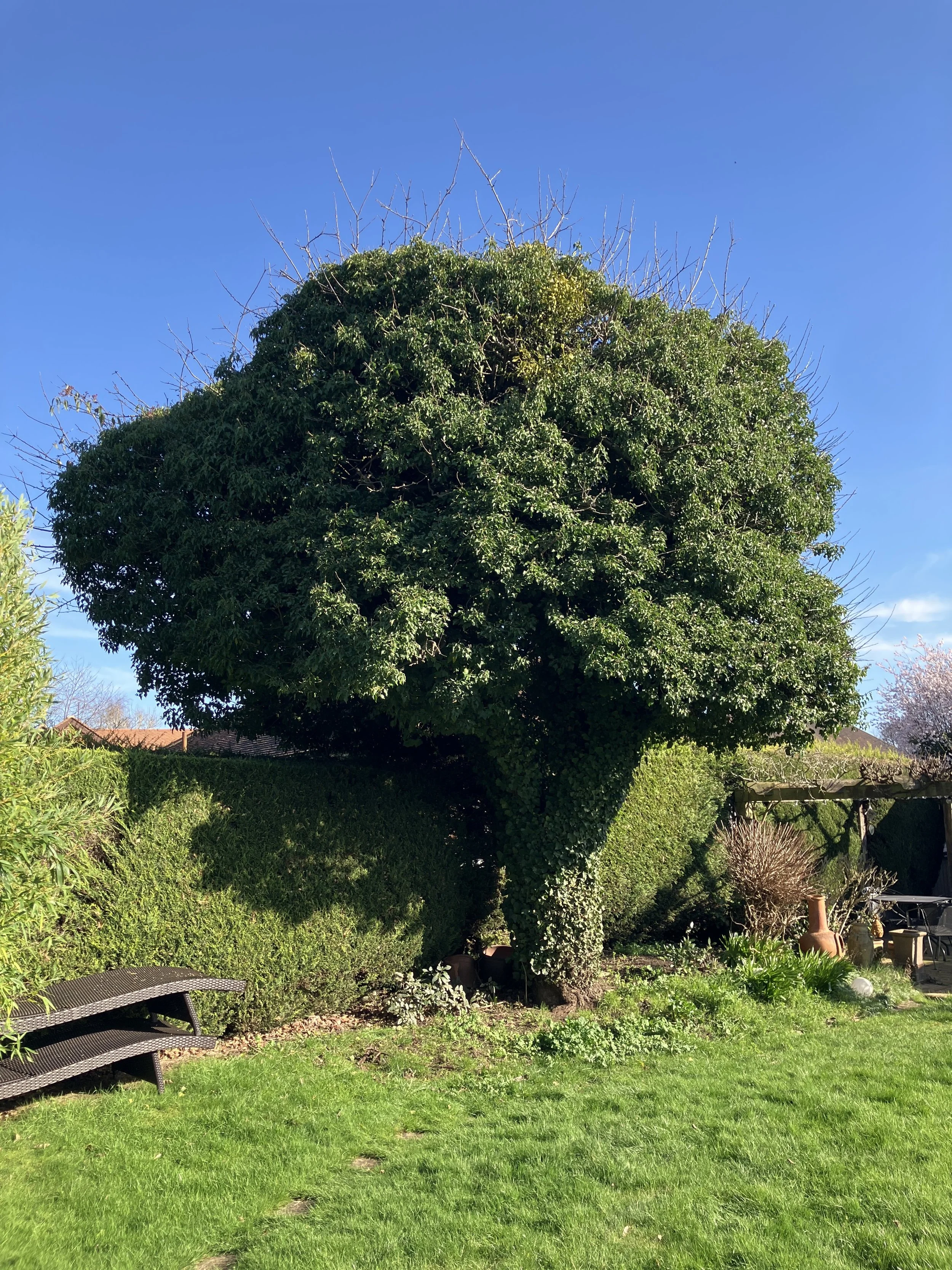 Large mature apple tree heavily covered in ivy before pruning by Elementree Care tree surgeons.