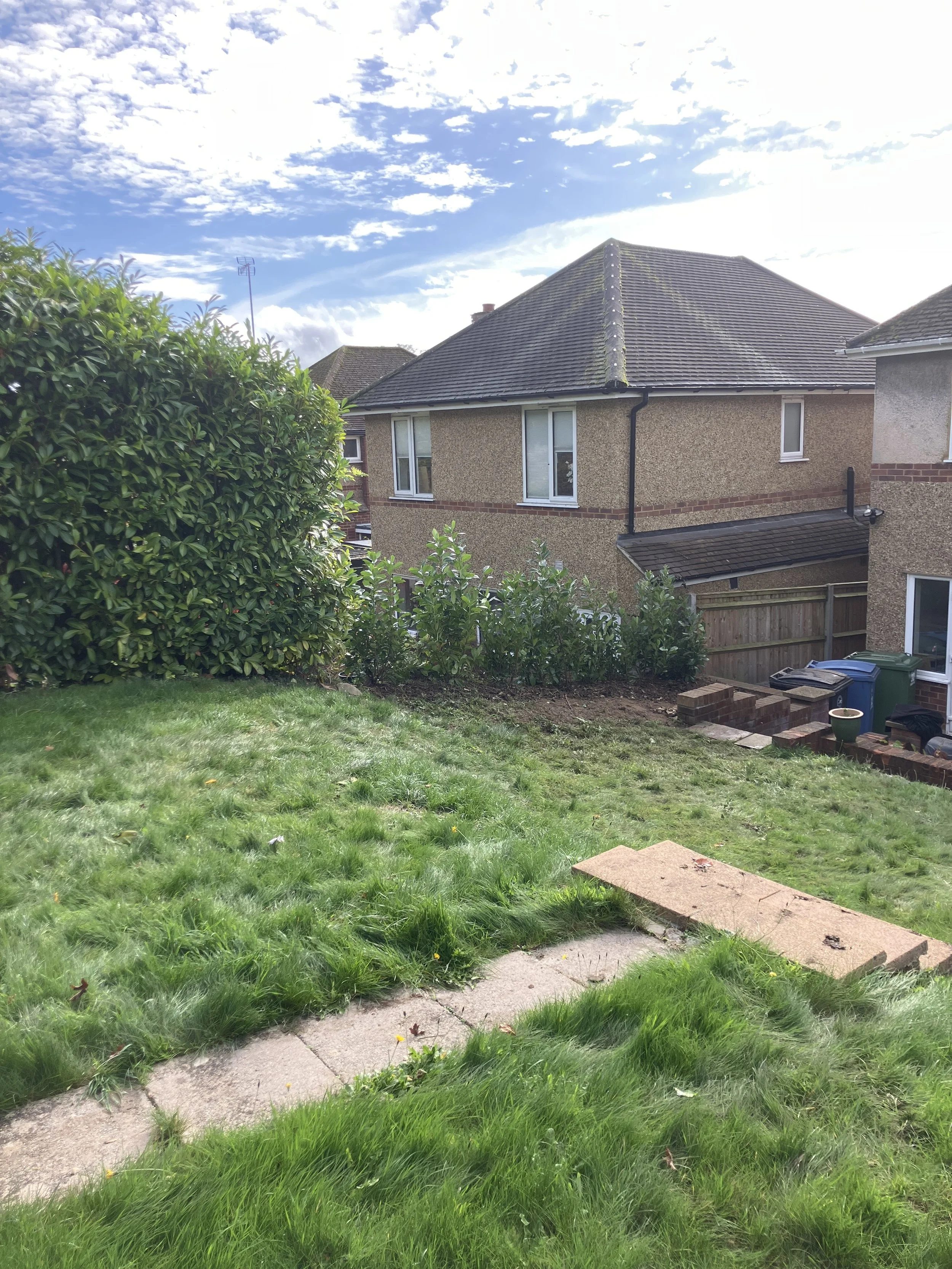 New laurel hedge plants spaced and planted alongside existing hedge