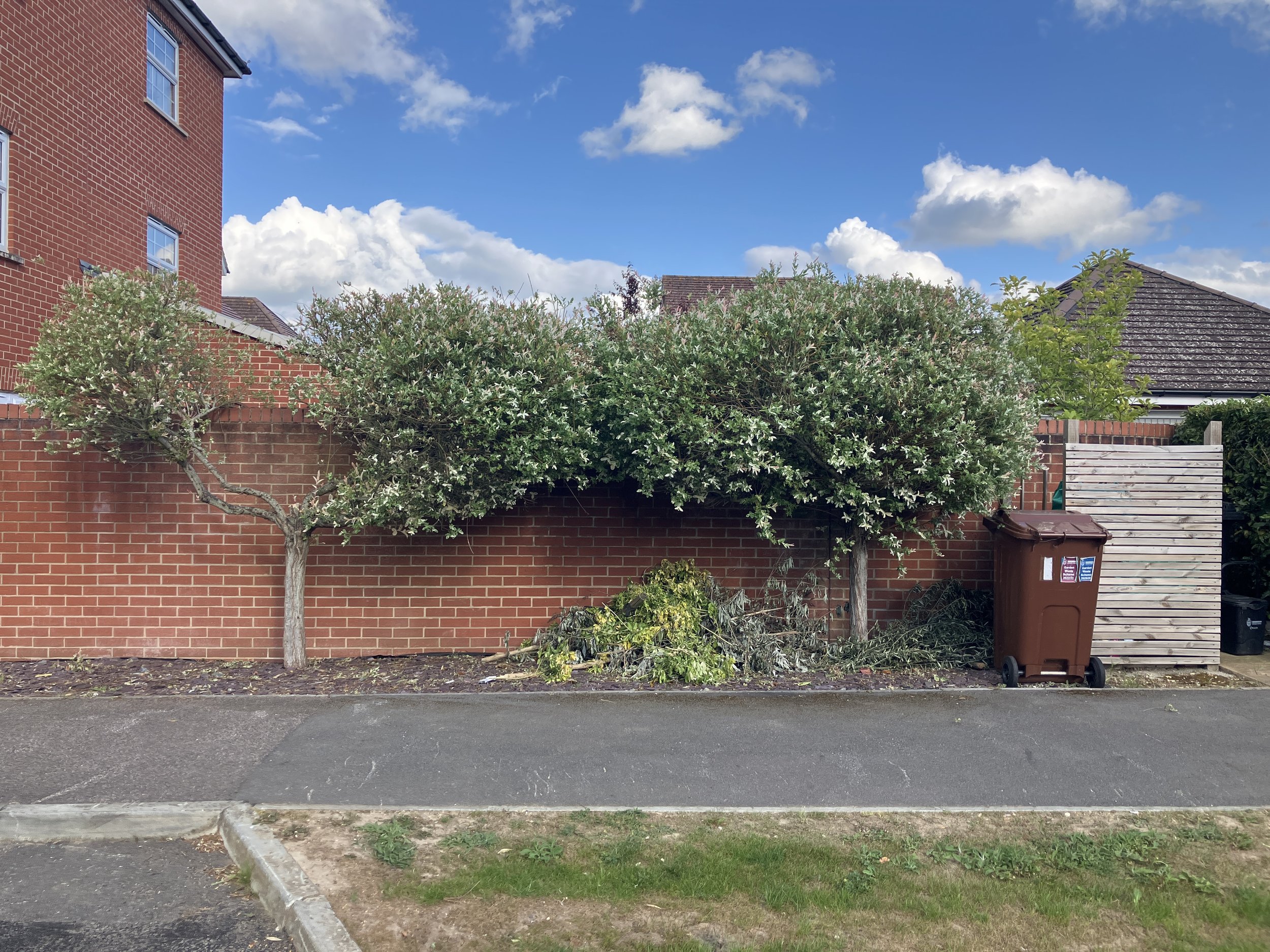 Selective pruning of ornamental willow trees by Elementree Care