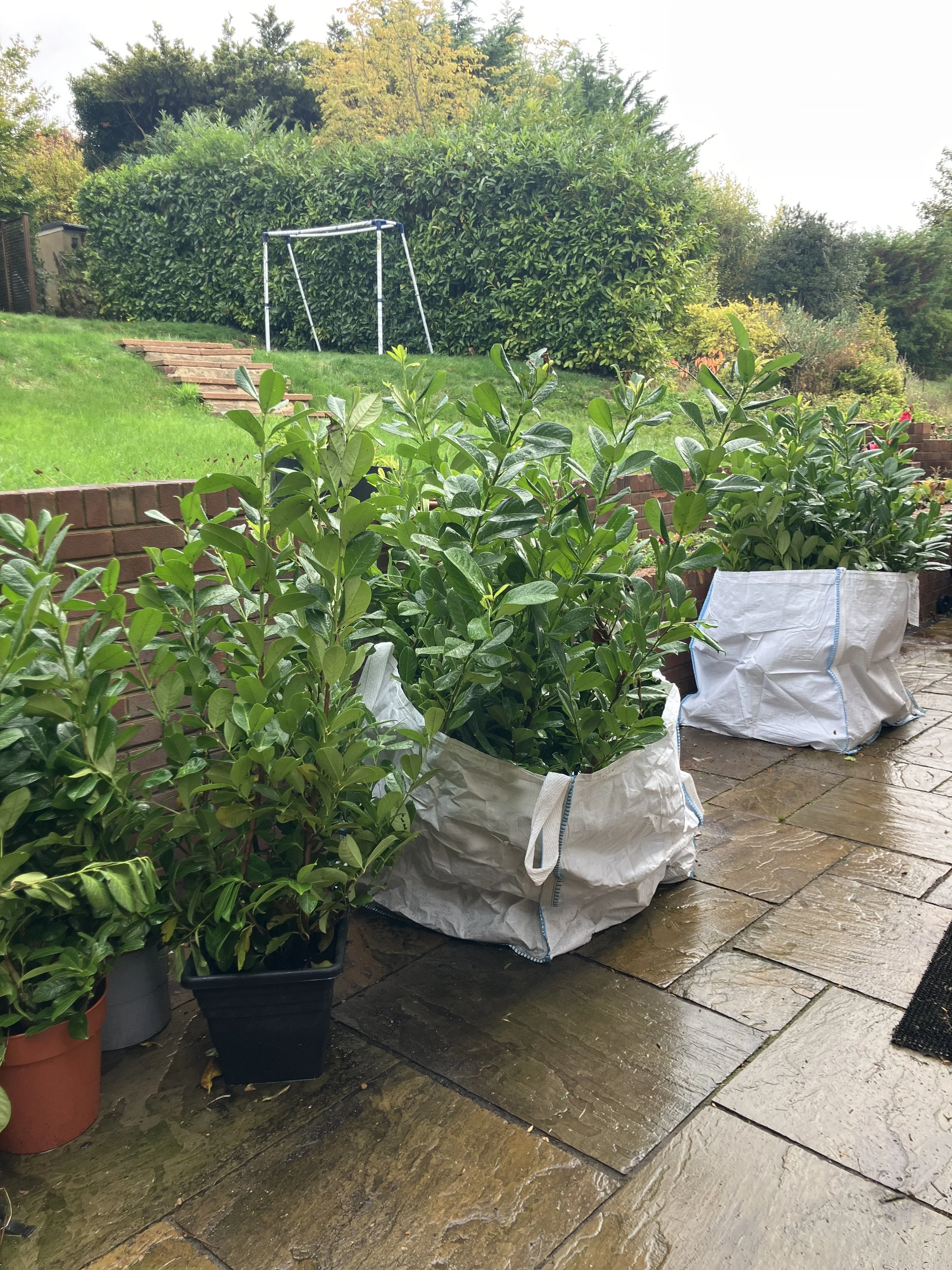 New laurel hedge plants