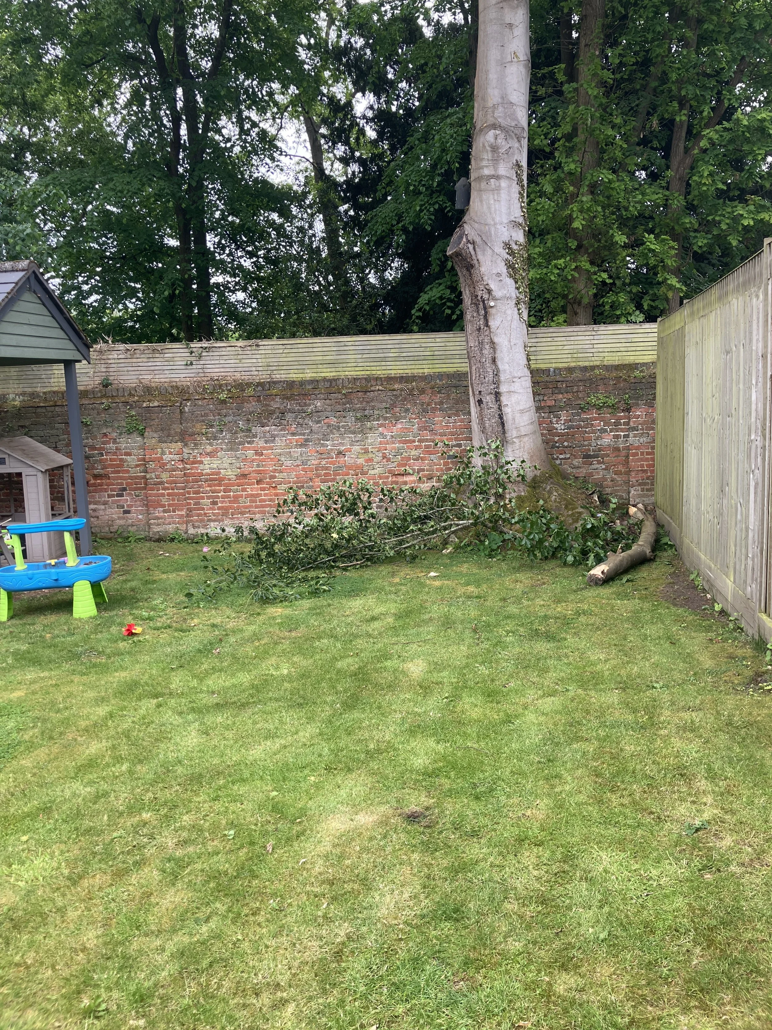 large-beech-tree-removal-maidenhead.jpeg
