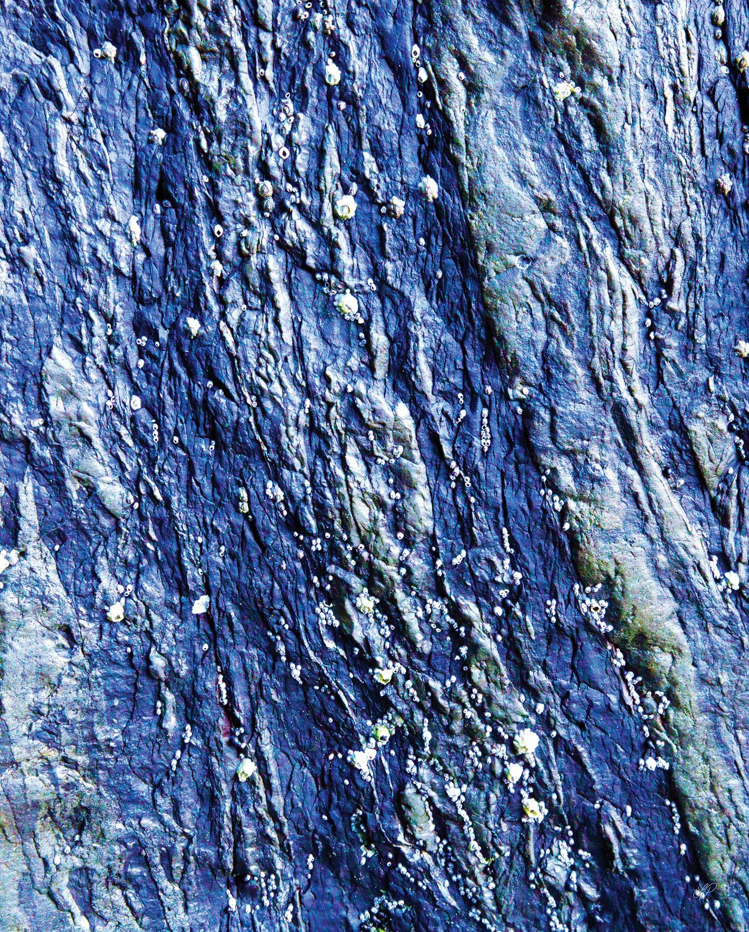 IMG_4974_16x20_V1 copy edit FLAT.jpg