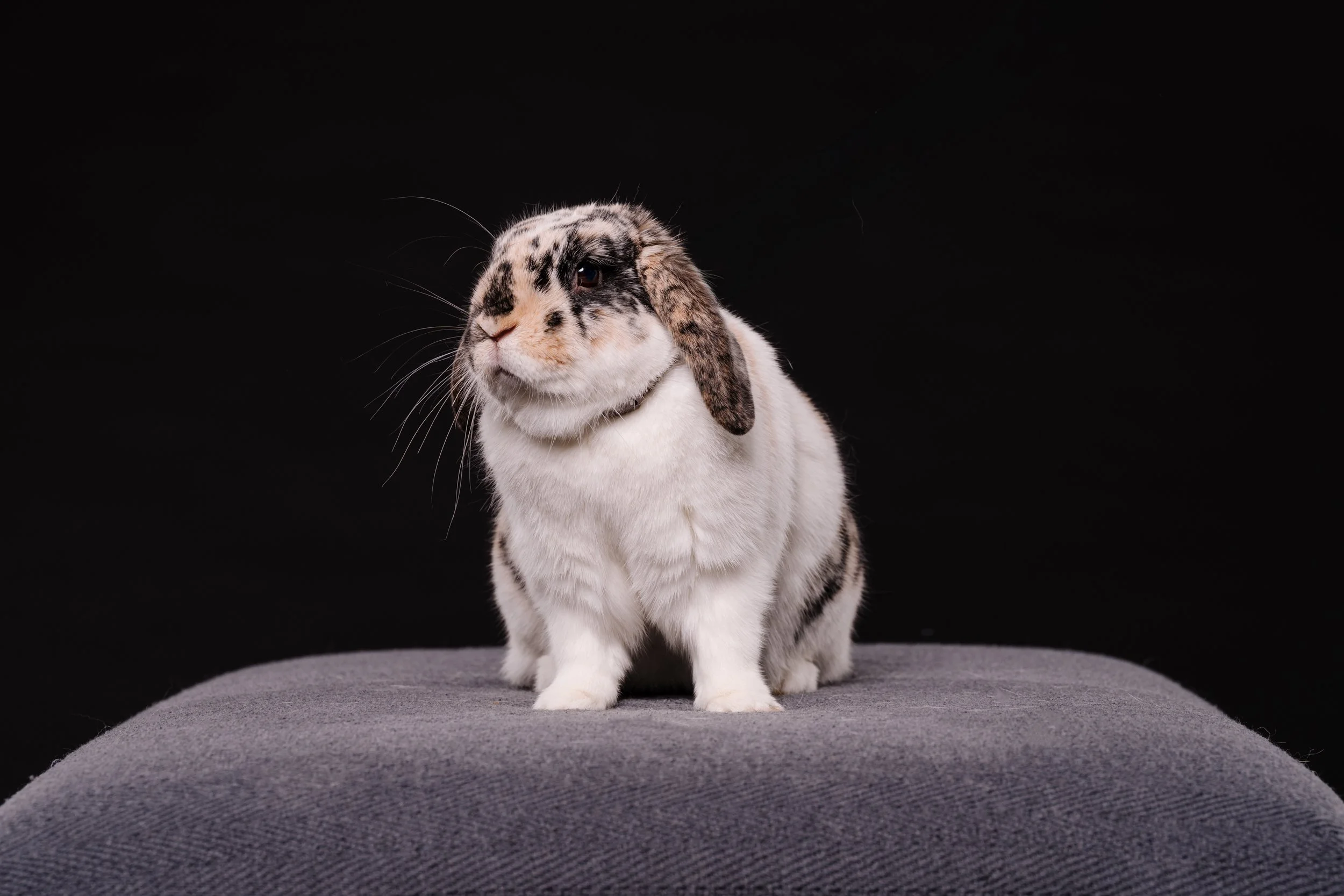 260331_Dizzy Milo_019.jpg