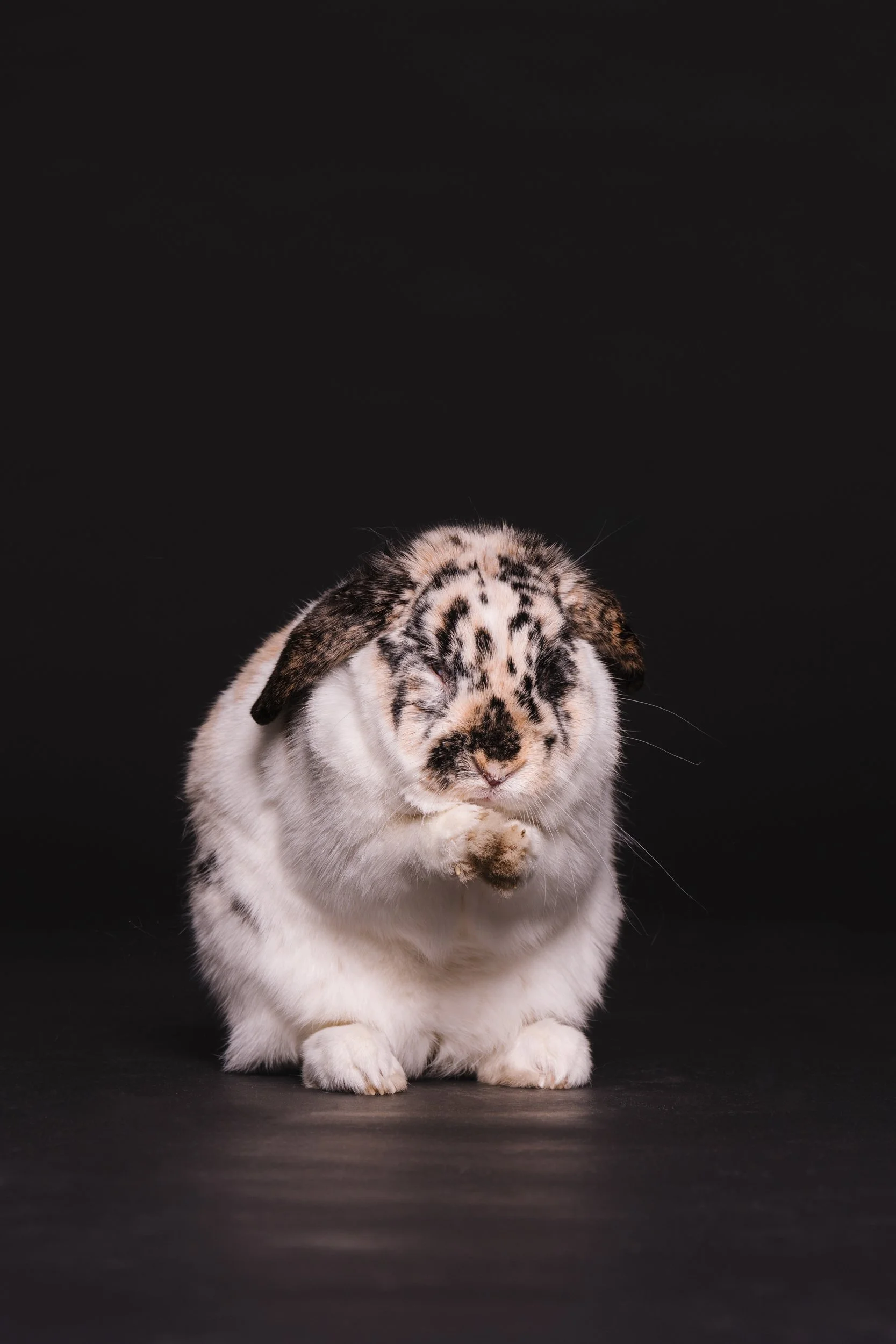 260331_Dizzy Milo_024.jpg