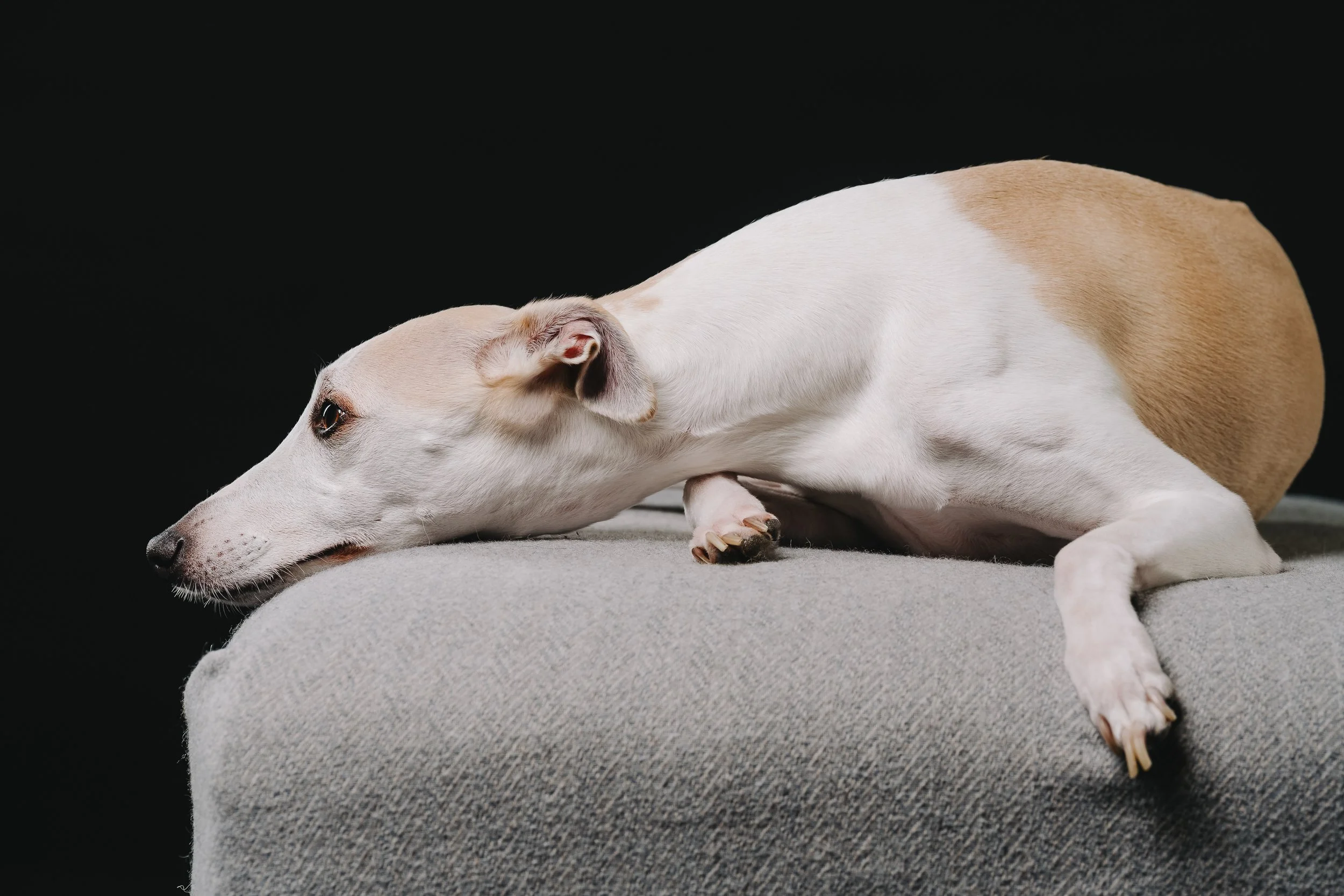 260125_Grace Amelie Raisin_004.jpg