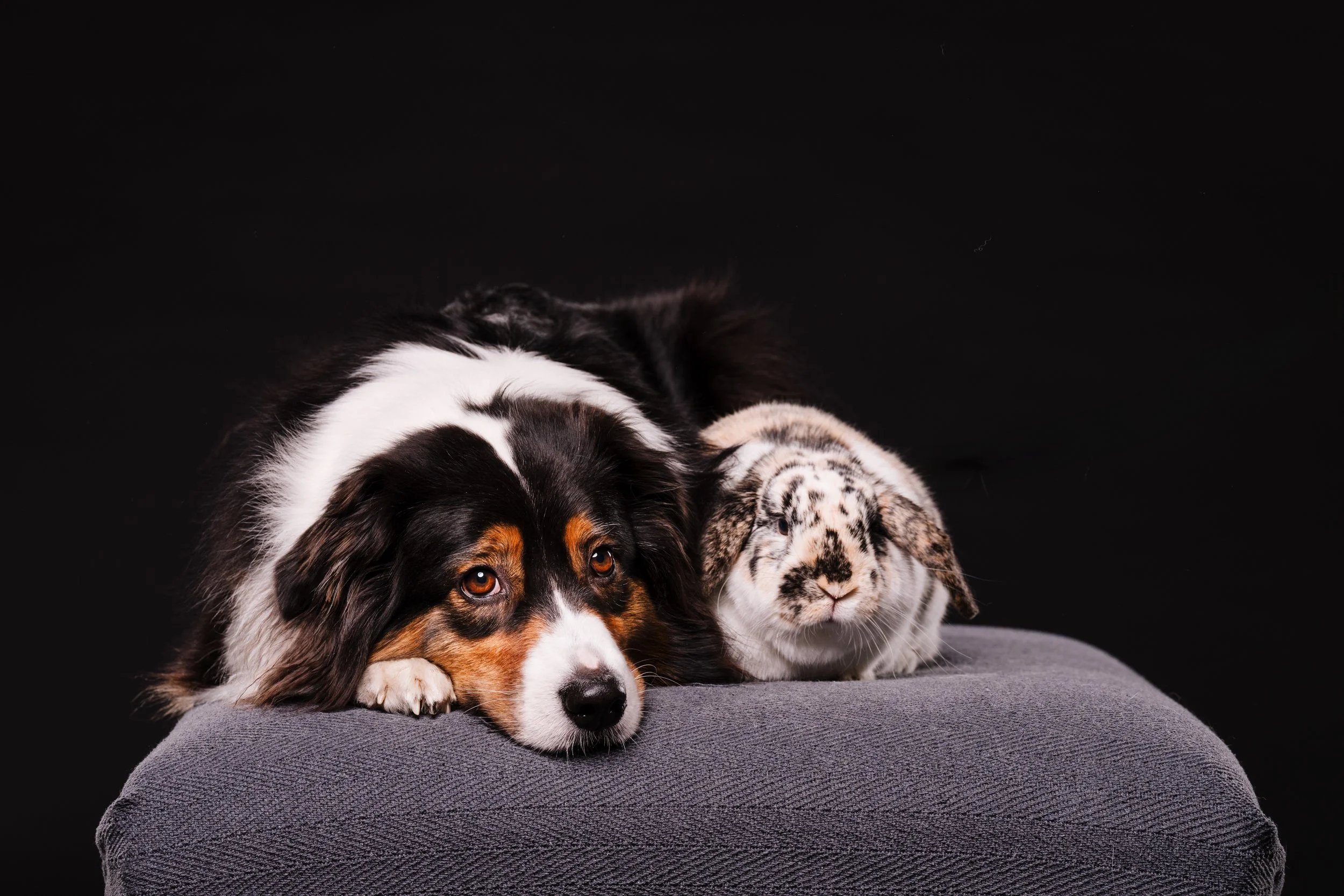 260331_Dizzy Milo_002.jpg