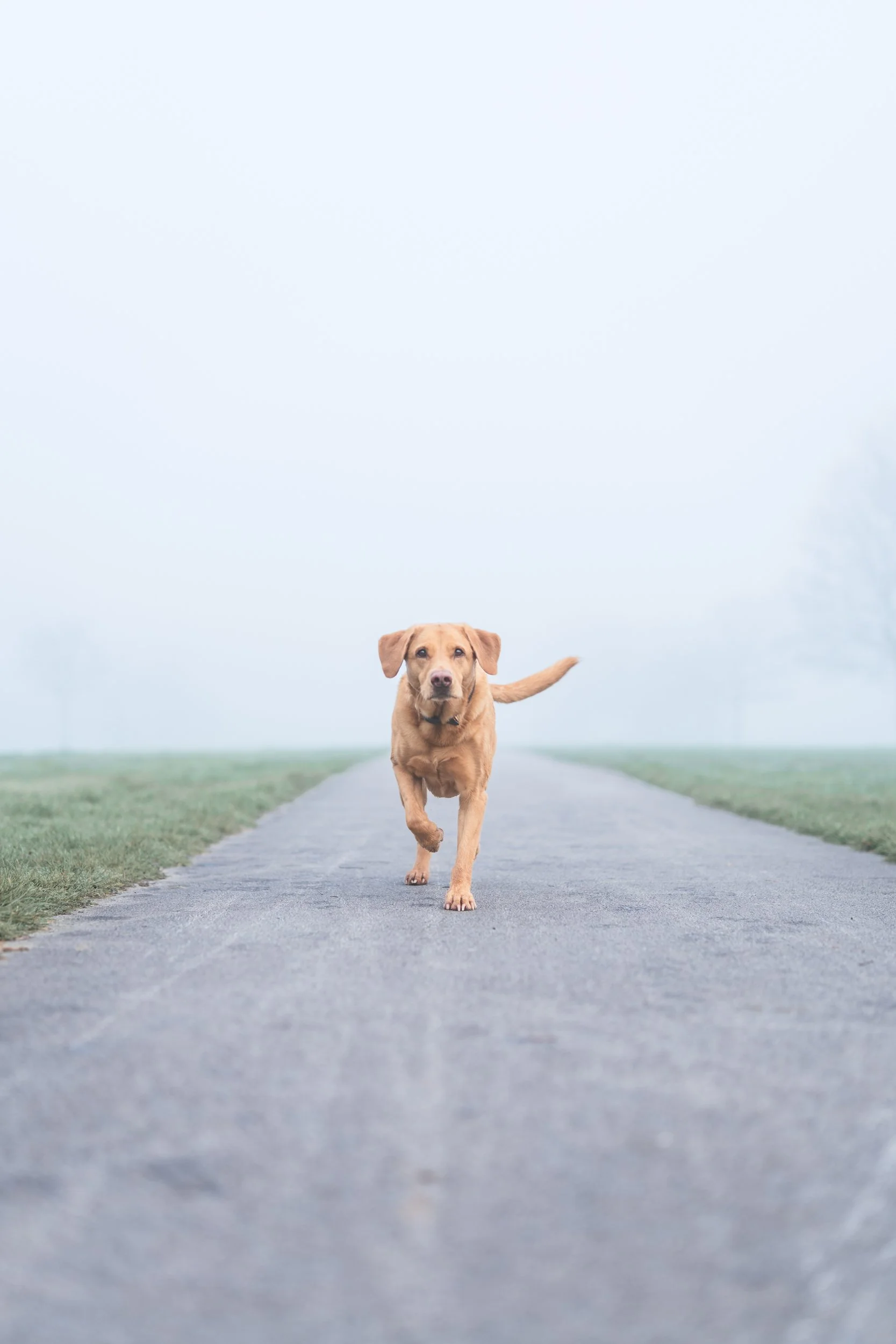 260320_Foggy Park_015.jpg