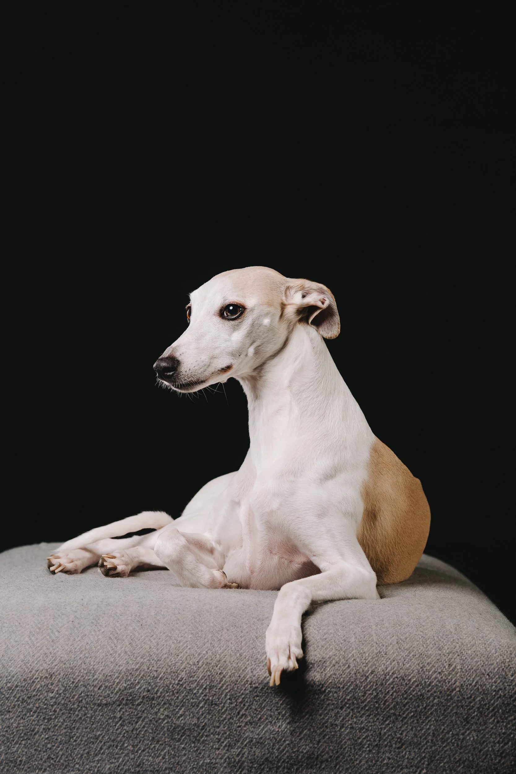 260125_Grace Amelie Raisin_003.jpg