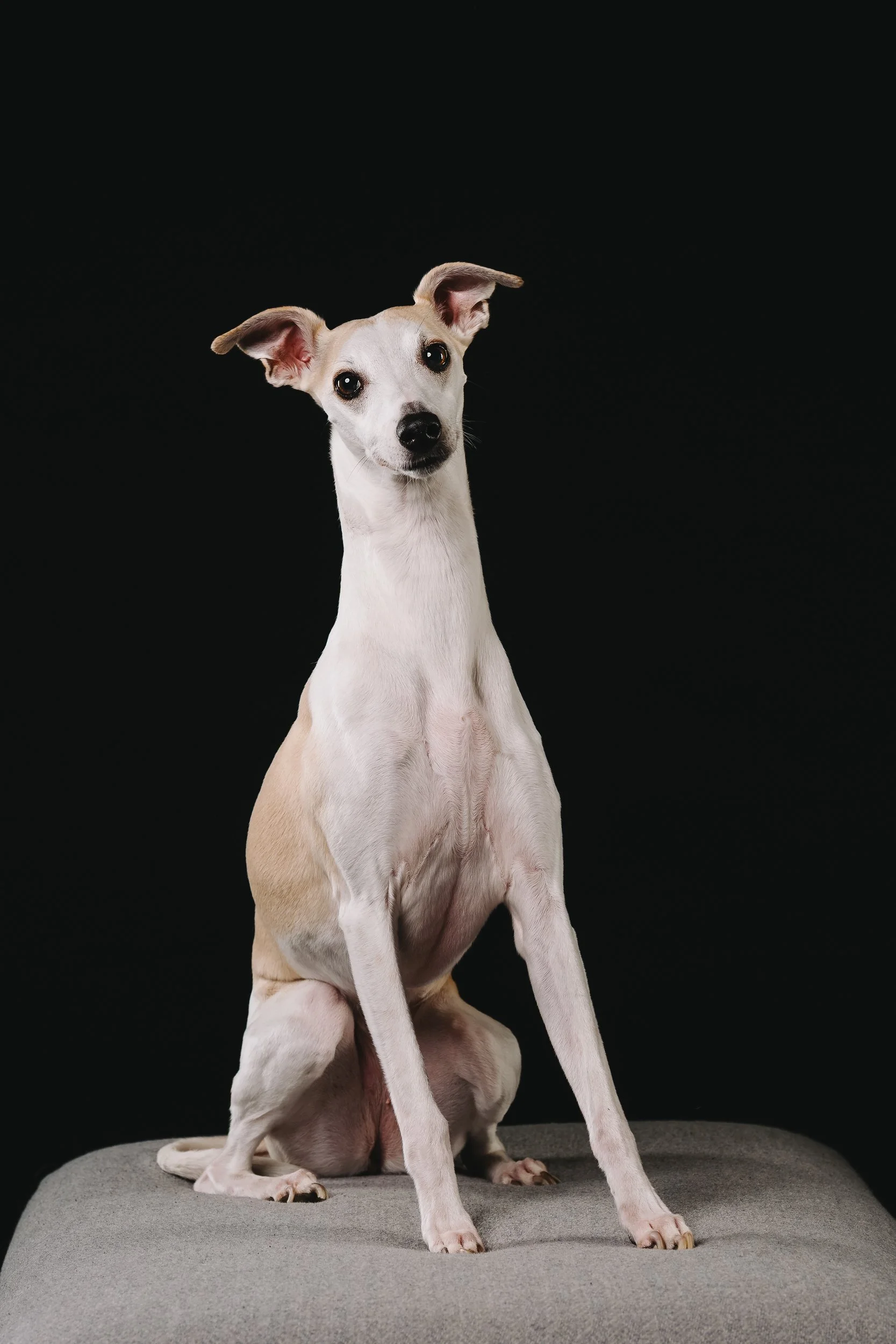 260125_Grace Amelie Raisin_001.jpg