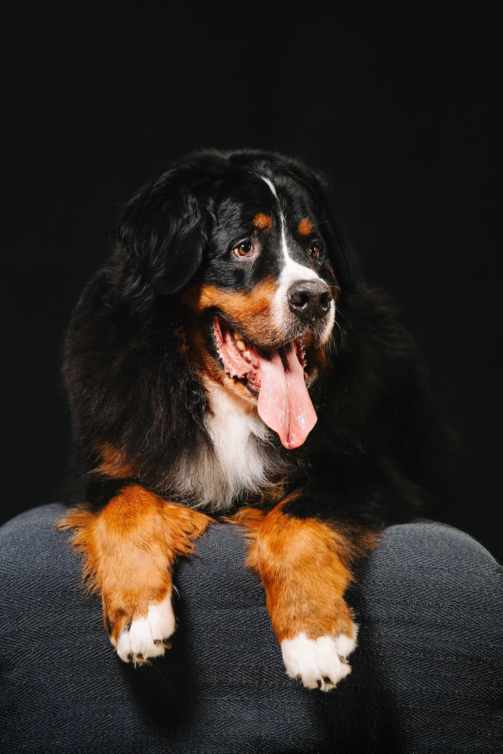 260128_Moose s_005.jpg