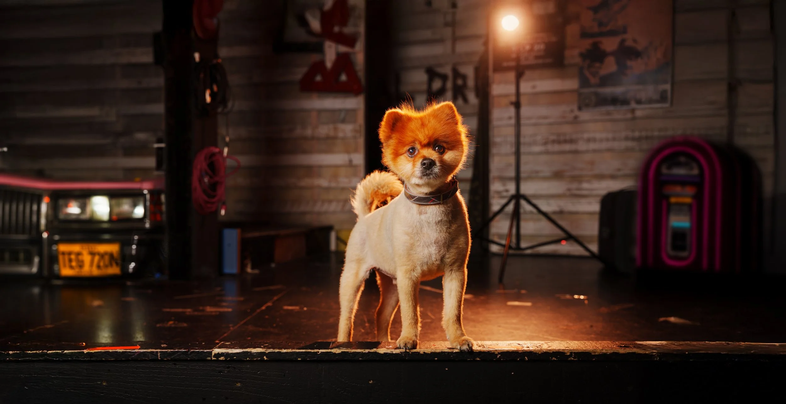 small dog on stage