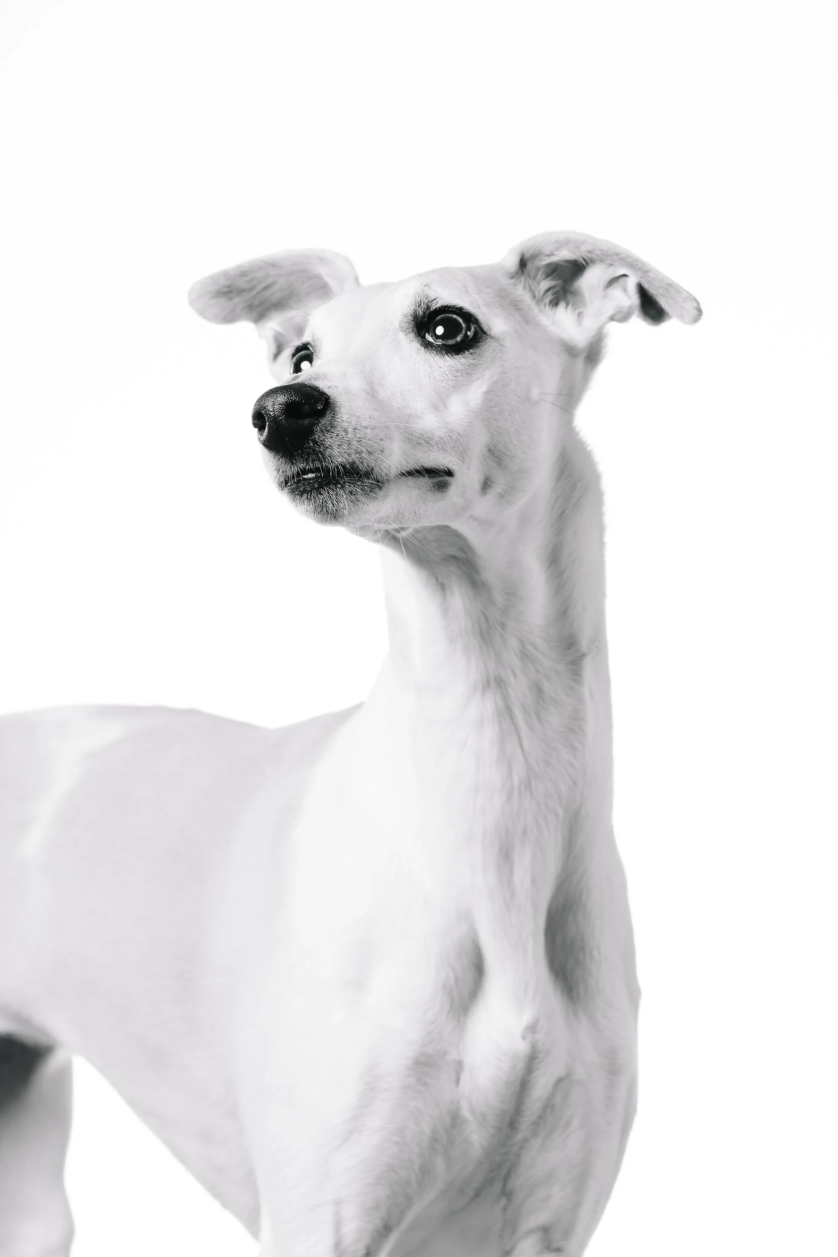 260125_Grace Amelie Raisin_017.jpg