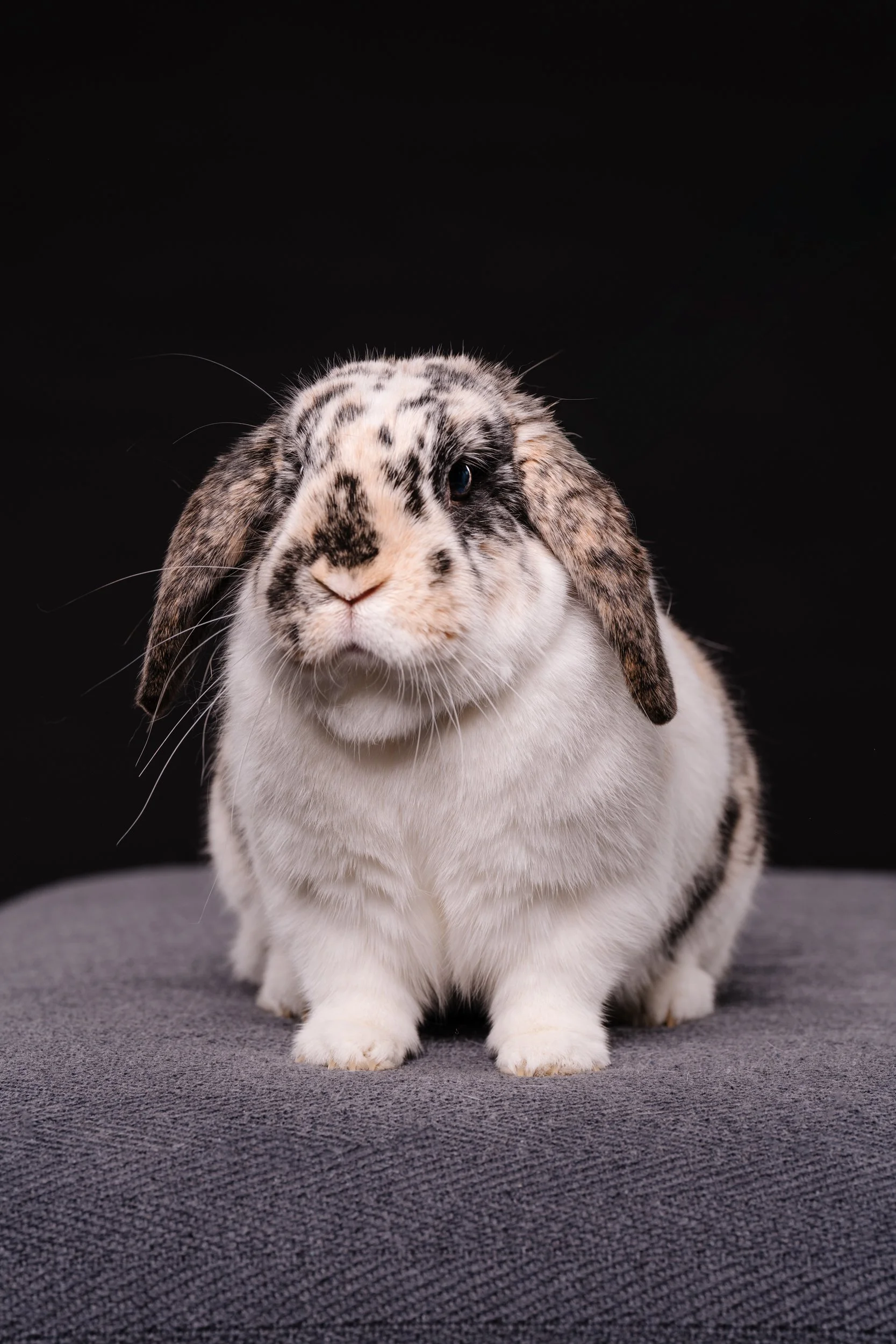 260331_Dizzy Milo_021.jpg