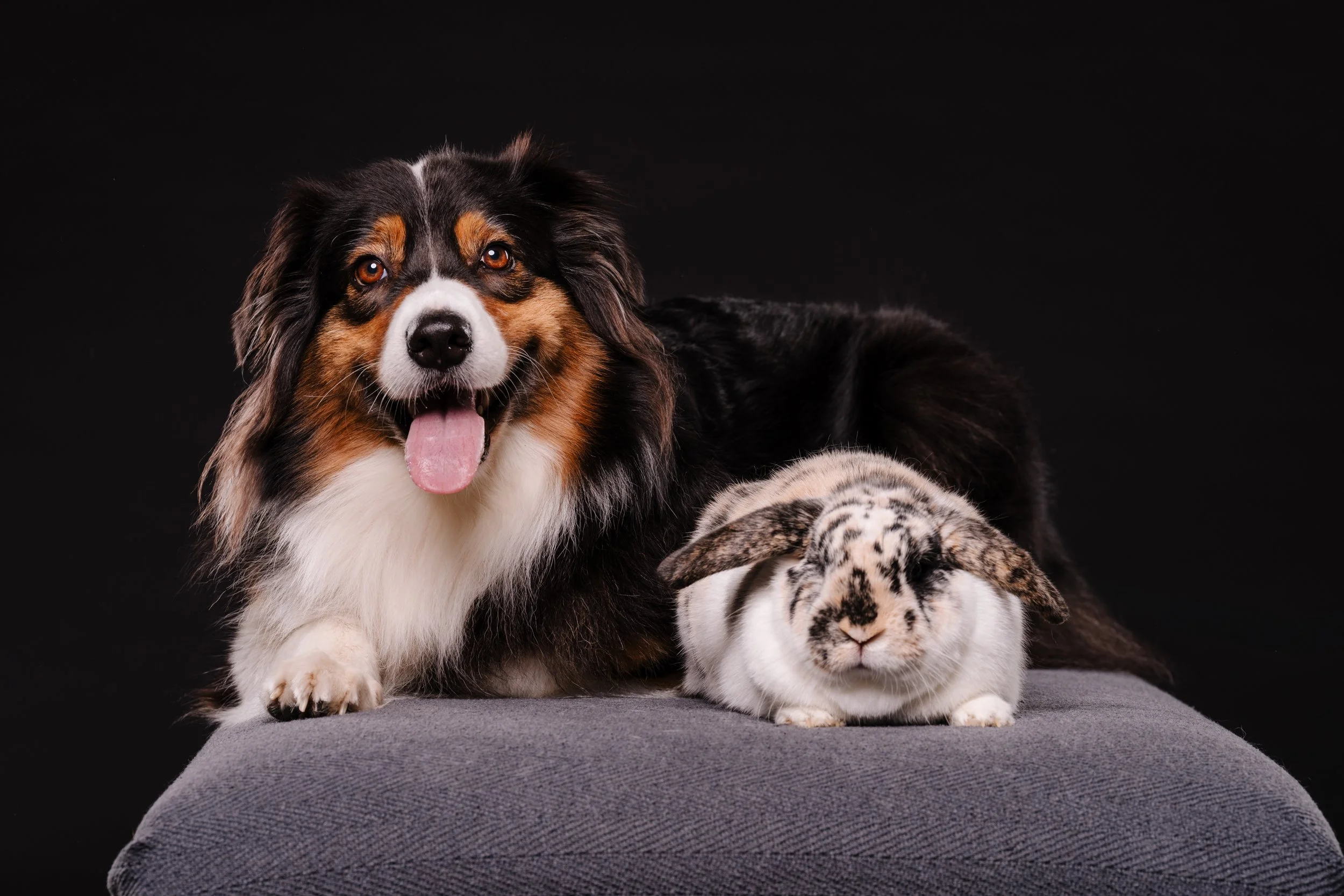 260331_Dizzy Milo_001.jpg