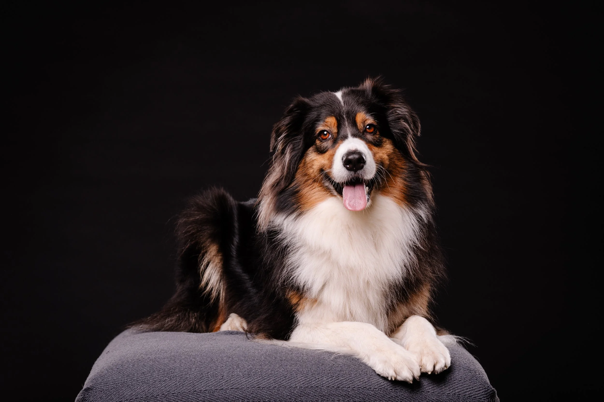 260331_Dizzy Milo_005.jpg