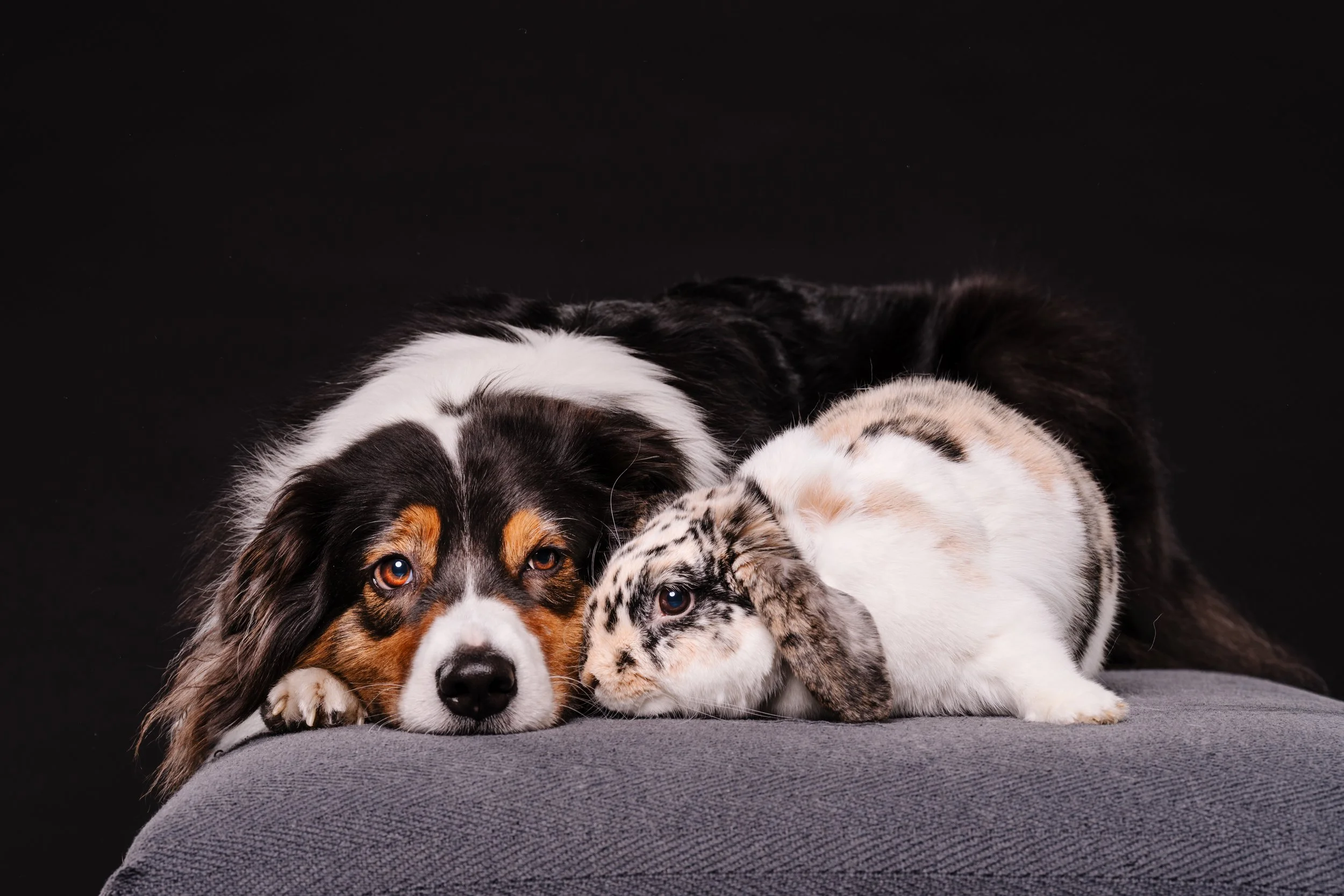 260331_Dizzy Milo_003.jpg