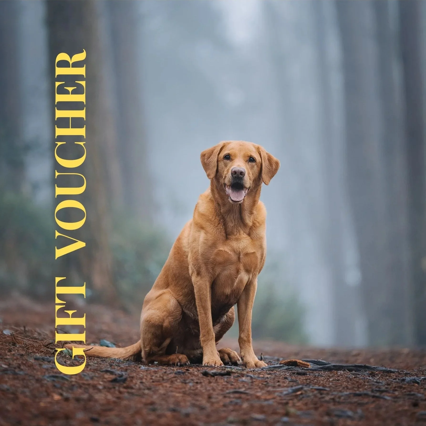 GIFT+VOUCHER.jpg