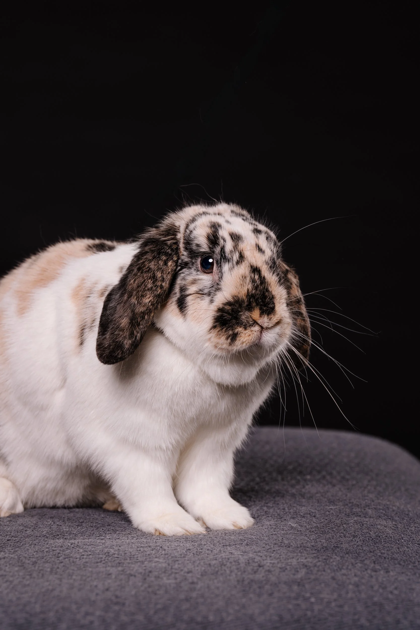 260331_Dizzy Milo_020.jpg