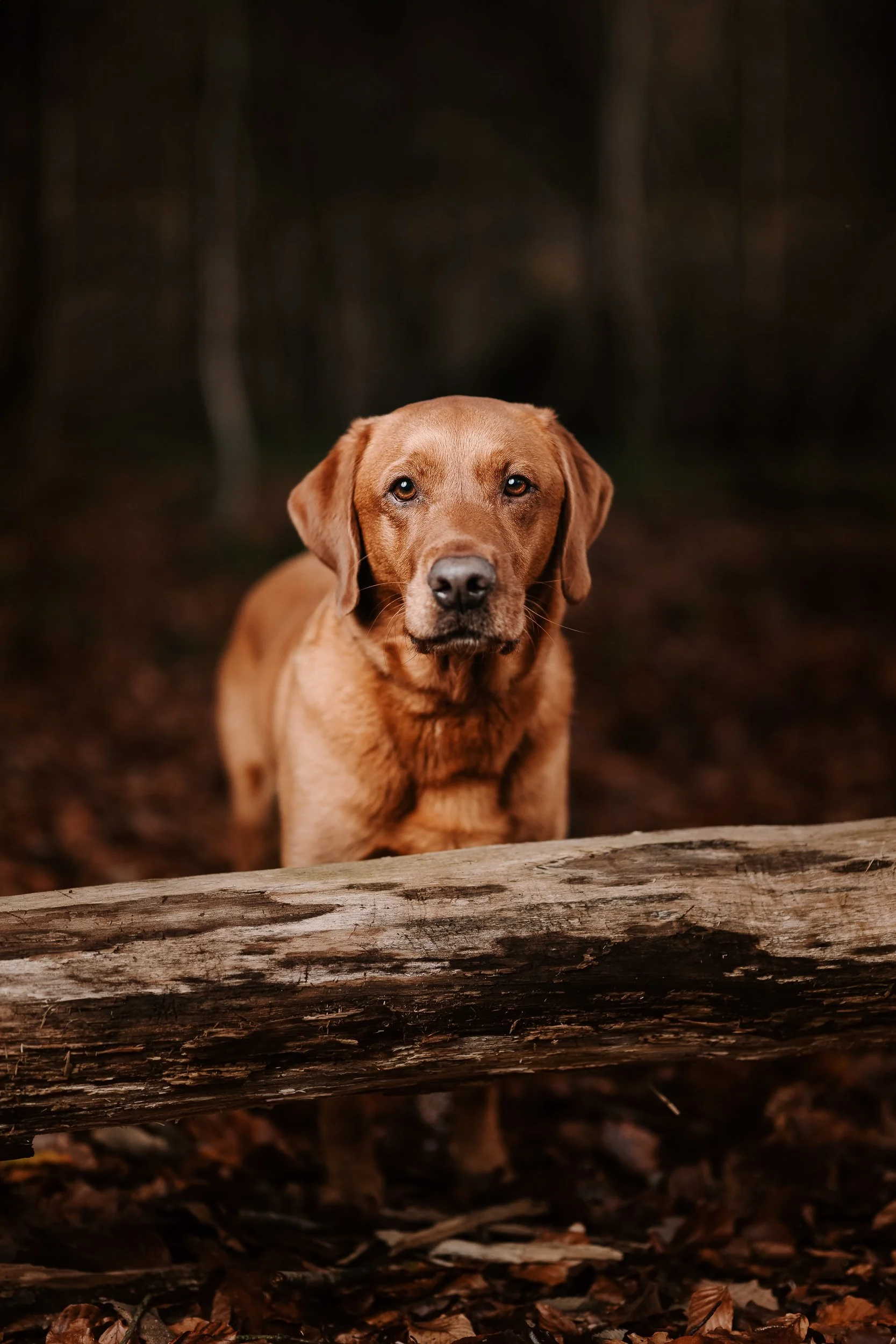 251123_Benjy Strobe_033.jpg