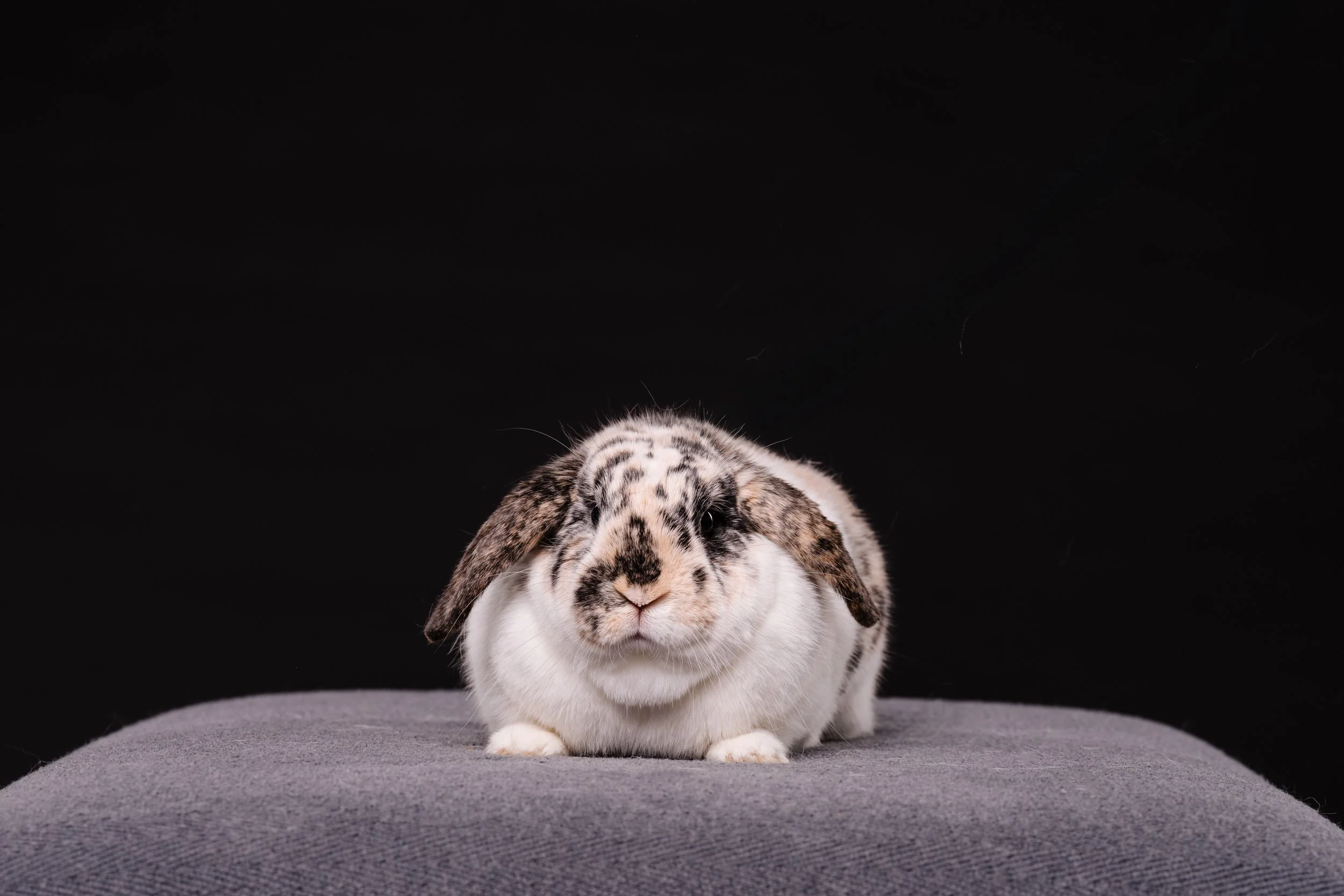 260331_Dizzy Milo_018.jpg