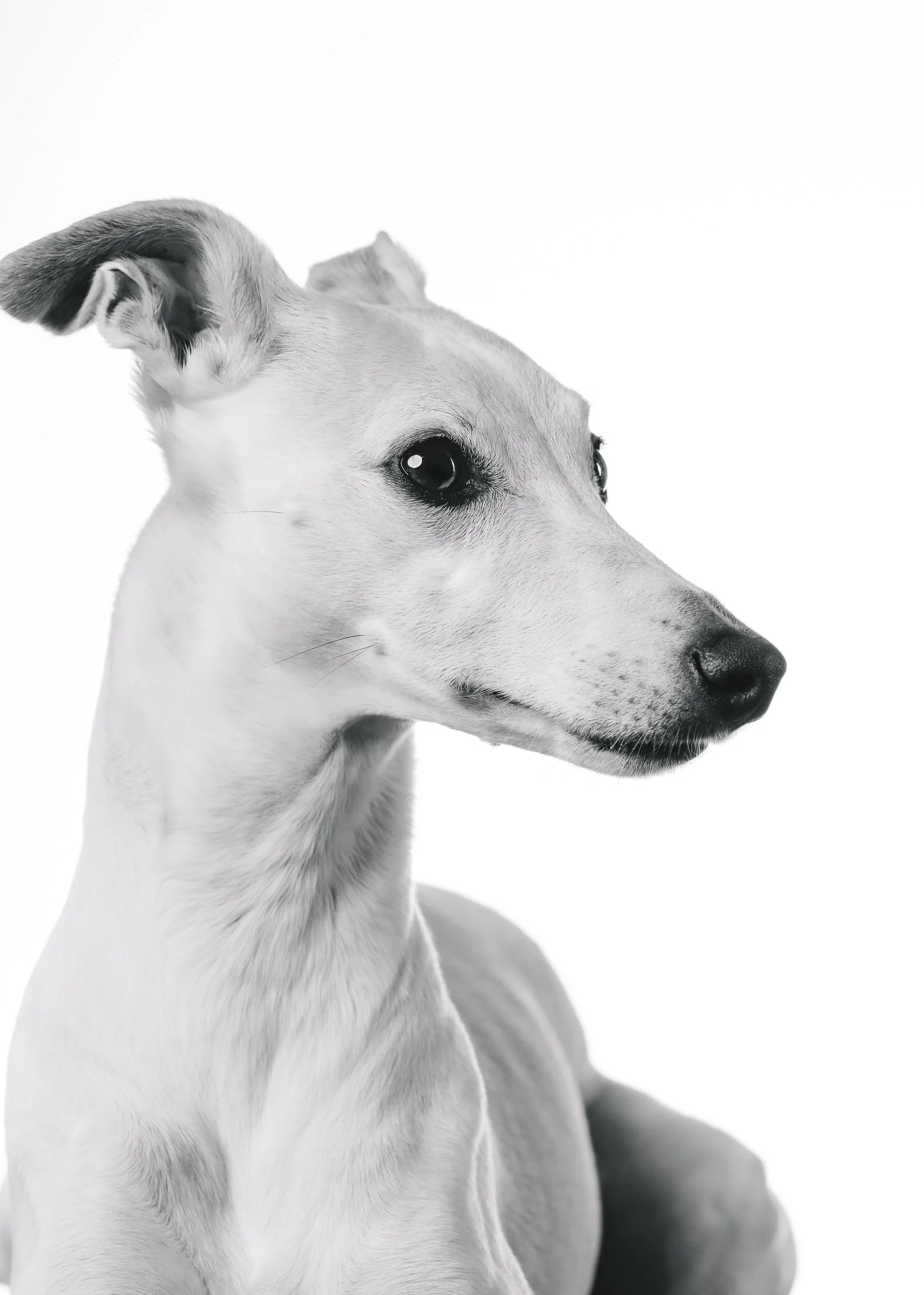 260125_Grace Amelie Raisin_020.jpg