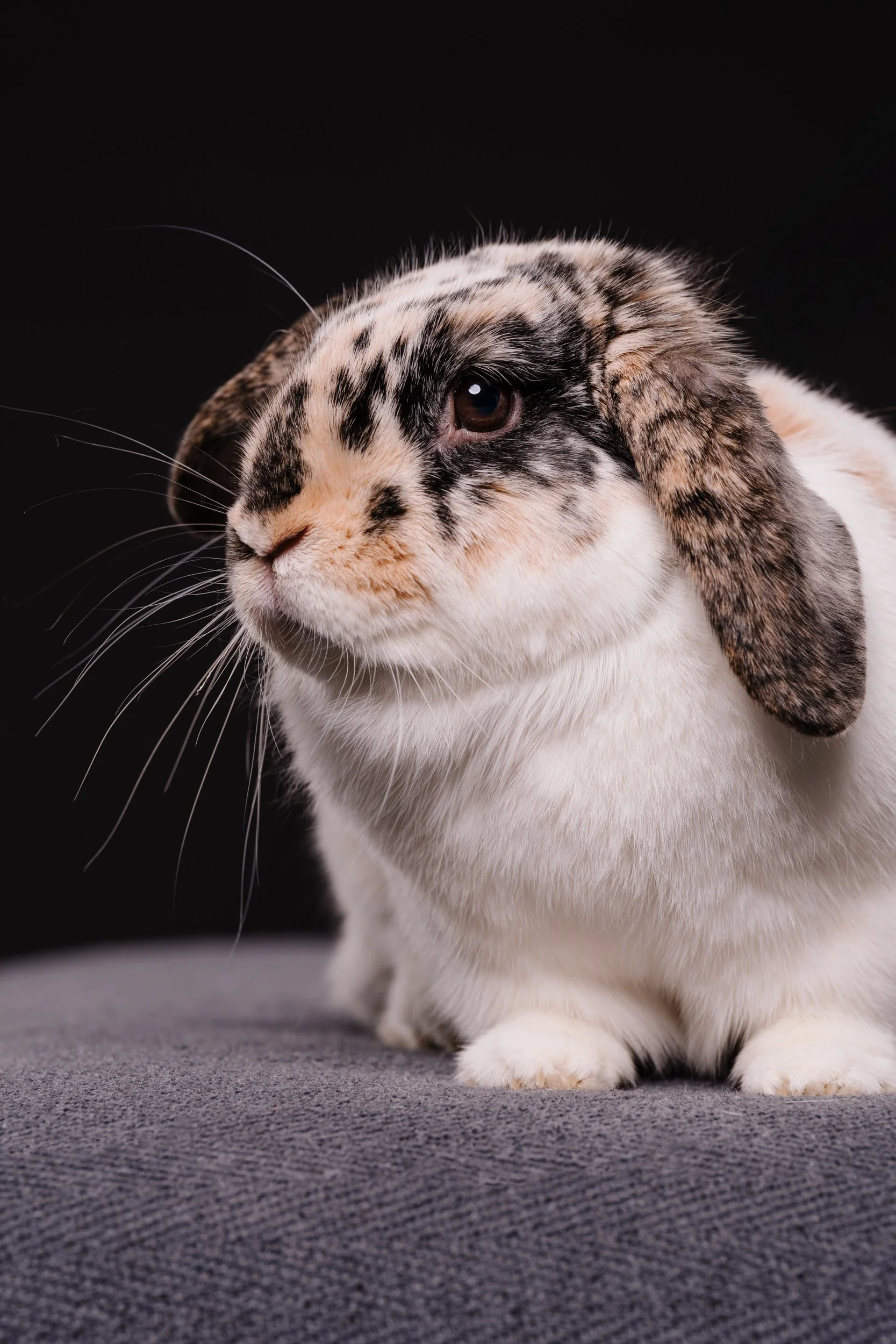 260331_Dizzy Milo_022.jpg