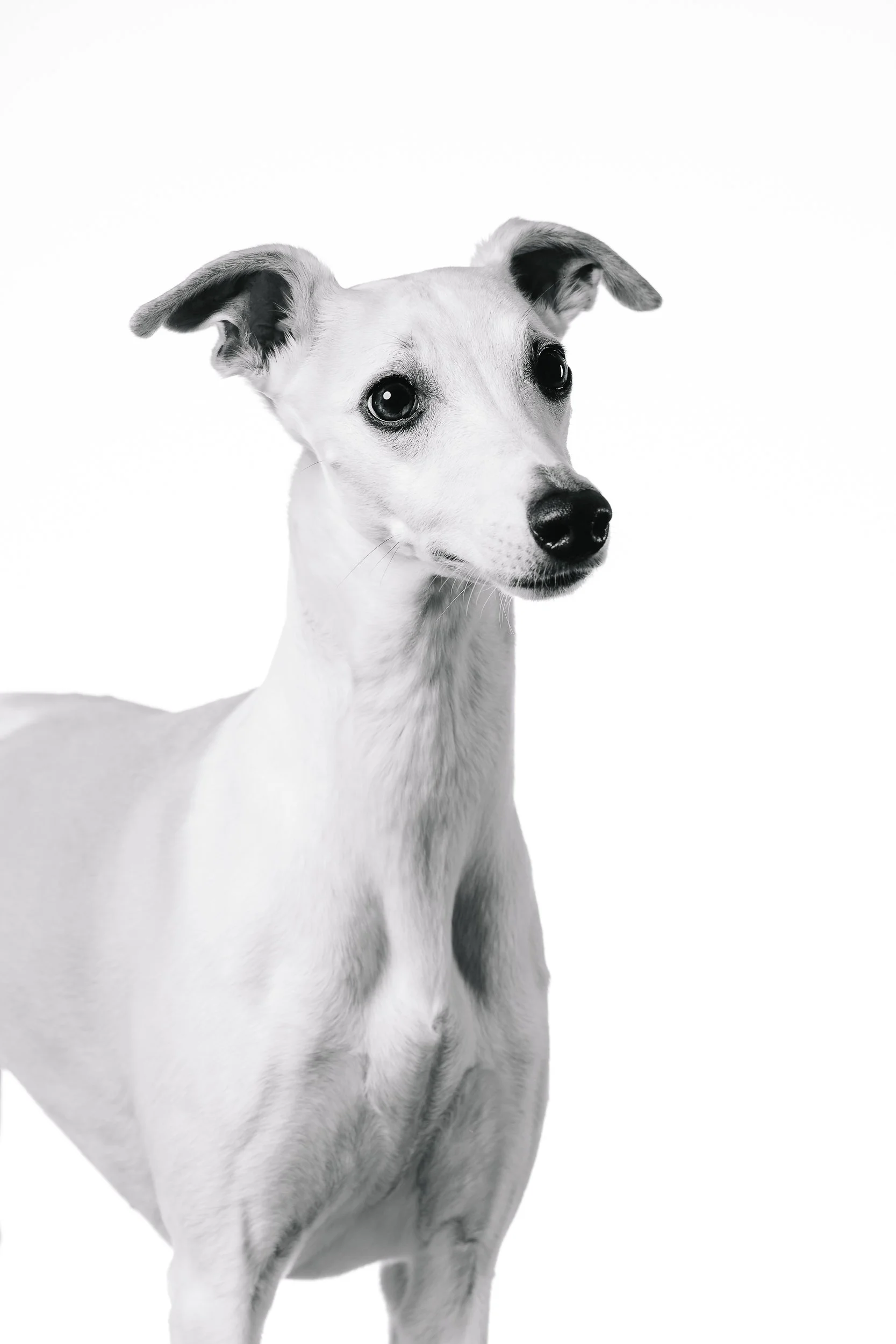 260125_Grace Amelie Raisin_019.jpg