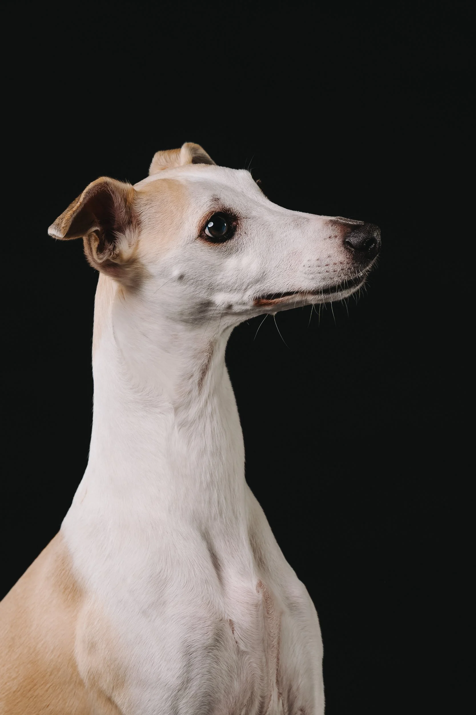 260125_Grace Amelie Raisin_002.jpg