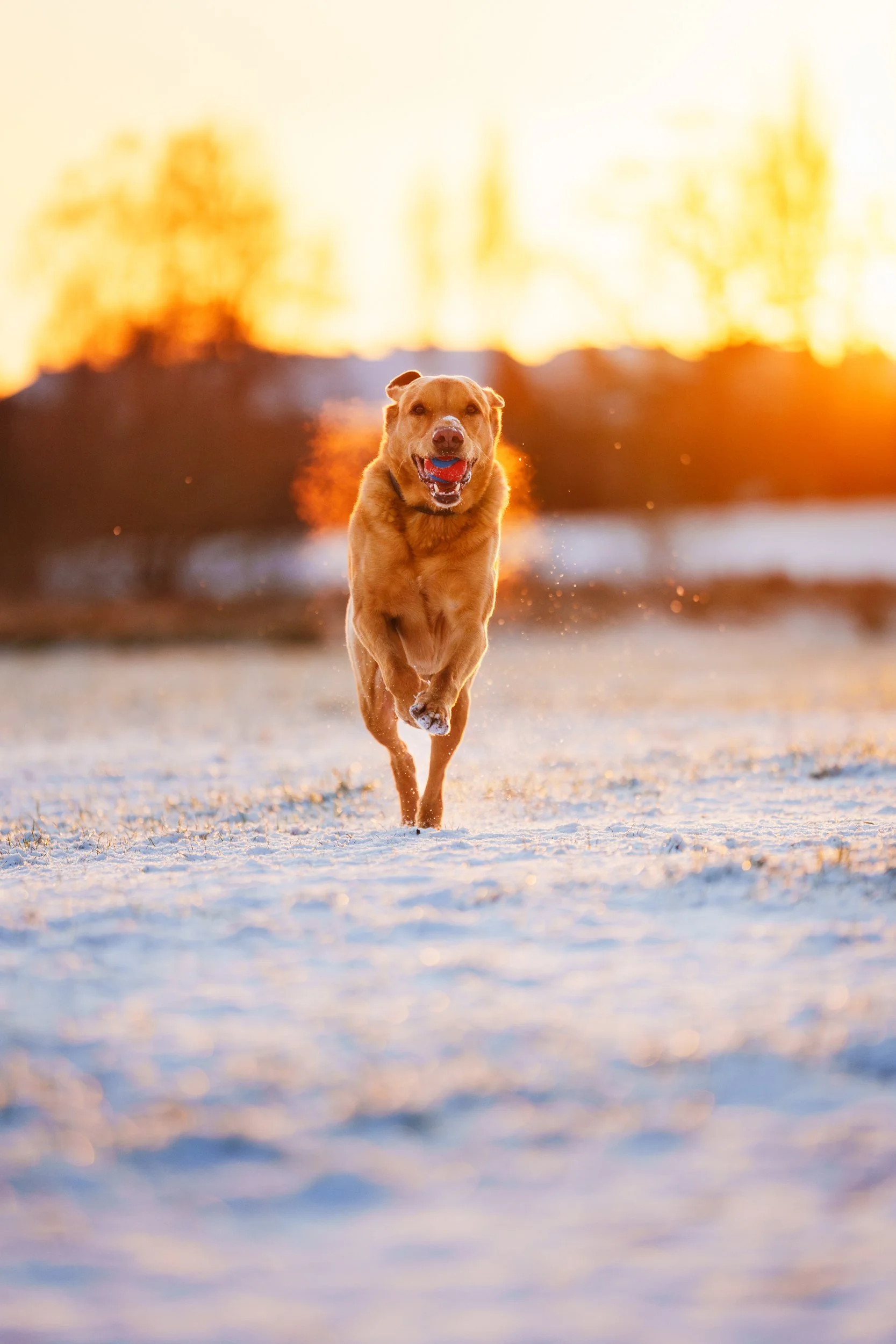 260102_New Year Snow_094.jpg