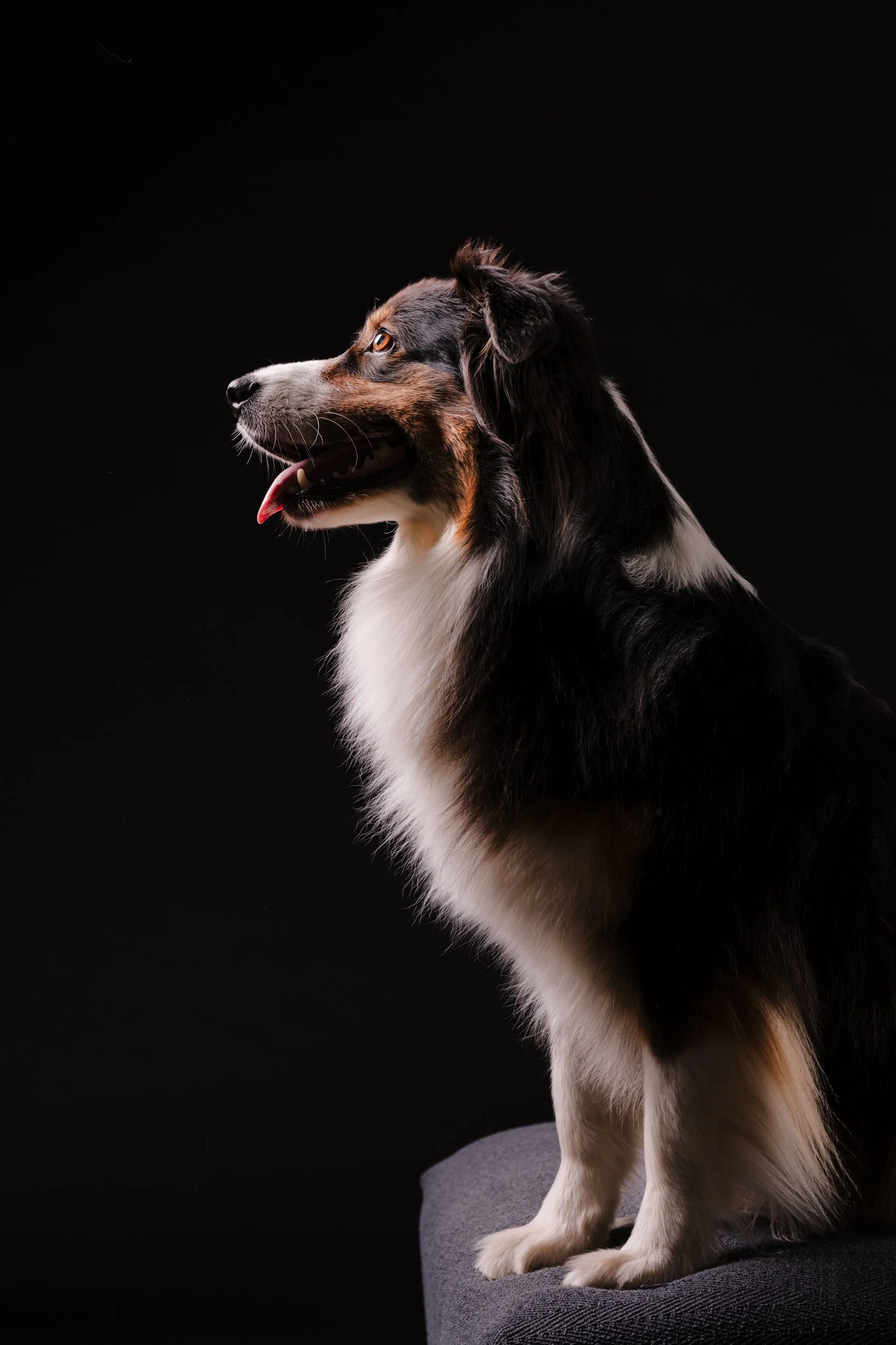 260331_Dizzy Milo_012.jpg