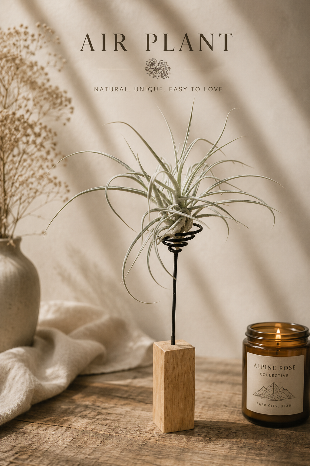 Xtra Large Air Plant
