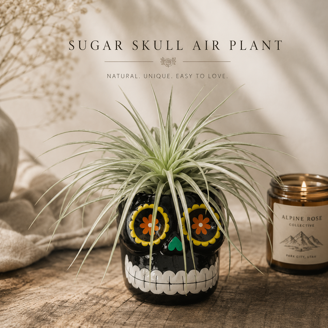 Sugar Skull Air Plant