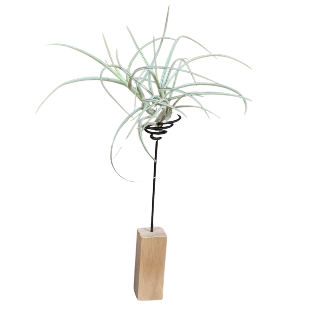 Untitled design (13).png