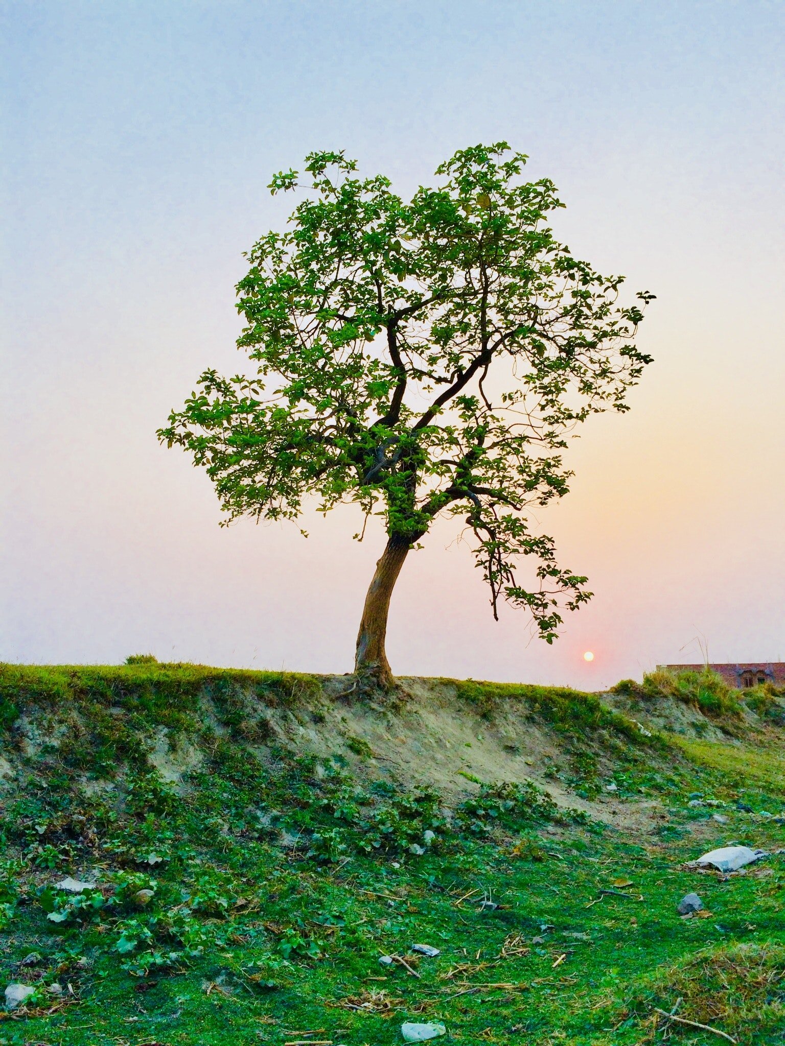 Conscientiousness and quality of life