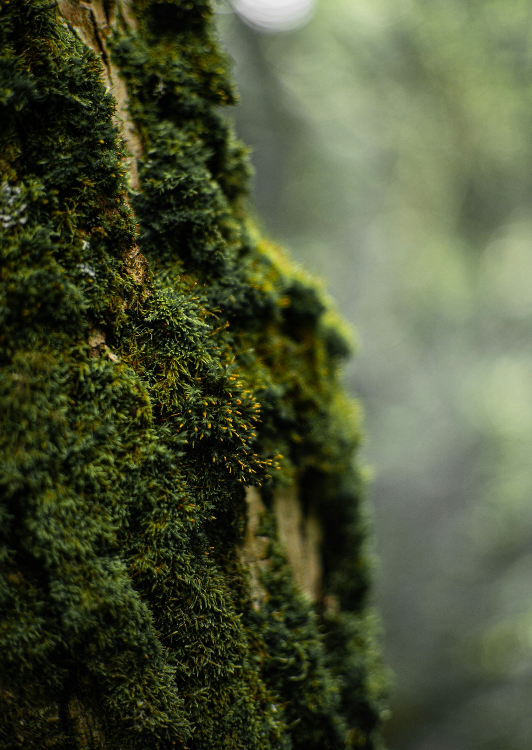 unsplash-image-Yg_CR7xMR2Q.jpg