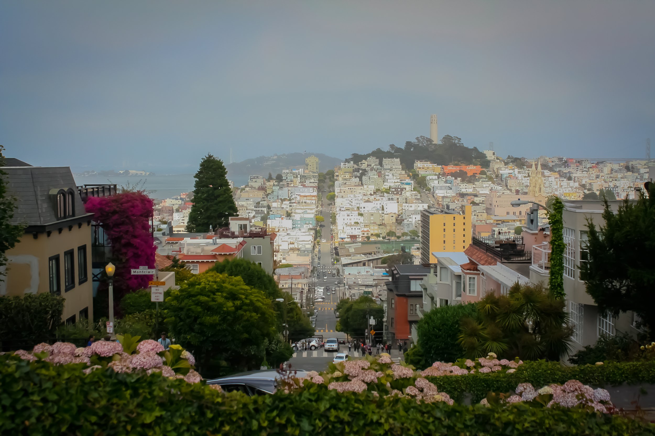 A cityscape view of San Francisco showing a hill with colorful houses, trees, and the Coit Tower in the background. The foreground has flowering bushes and trees lining the street.