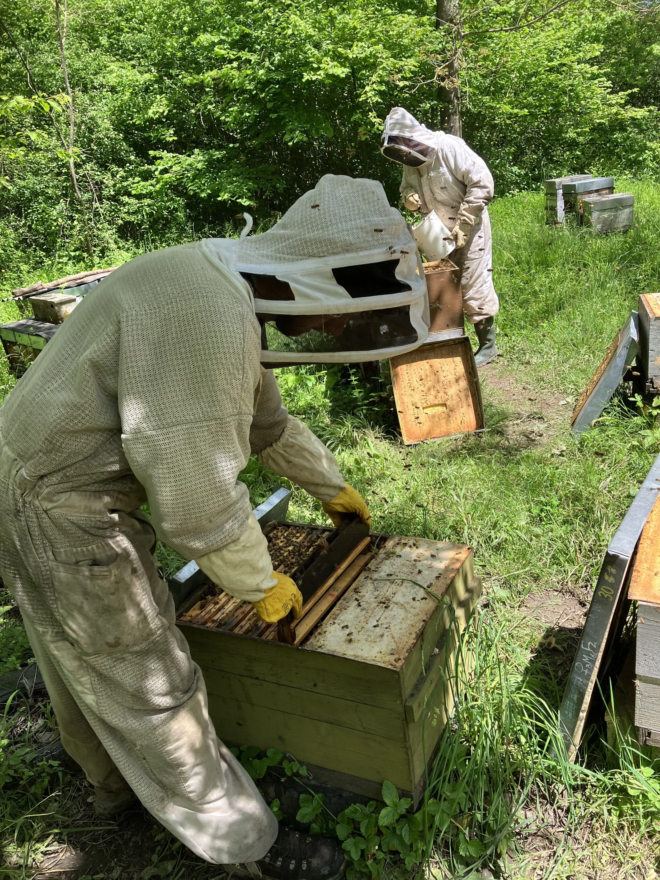 introduction barrettes gelée royale