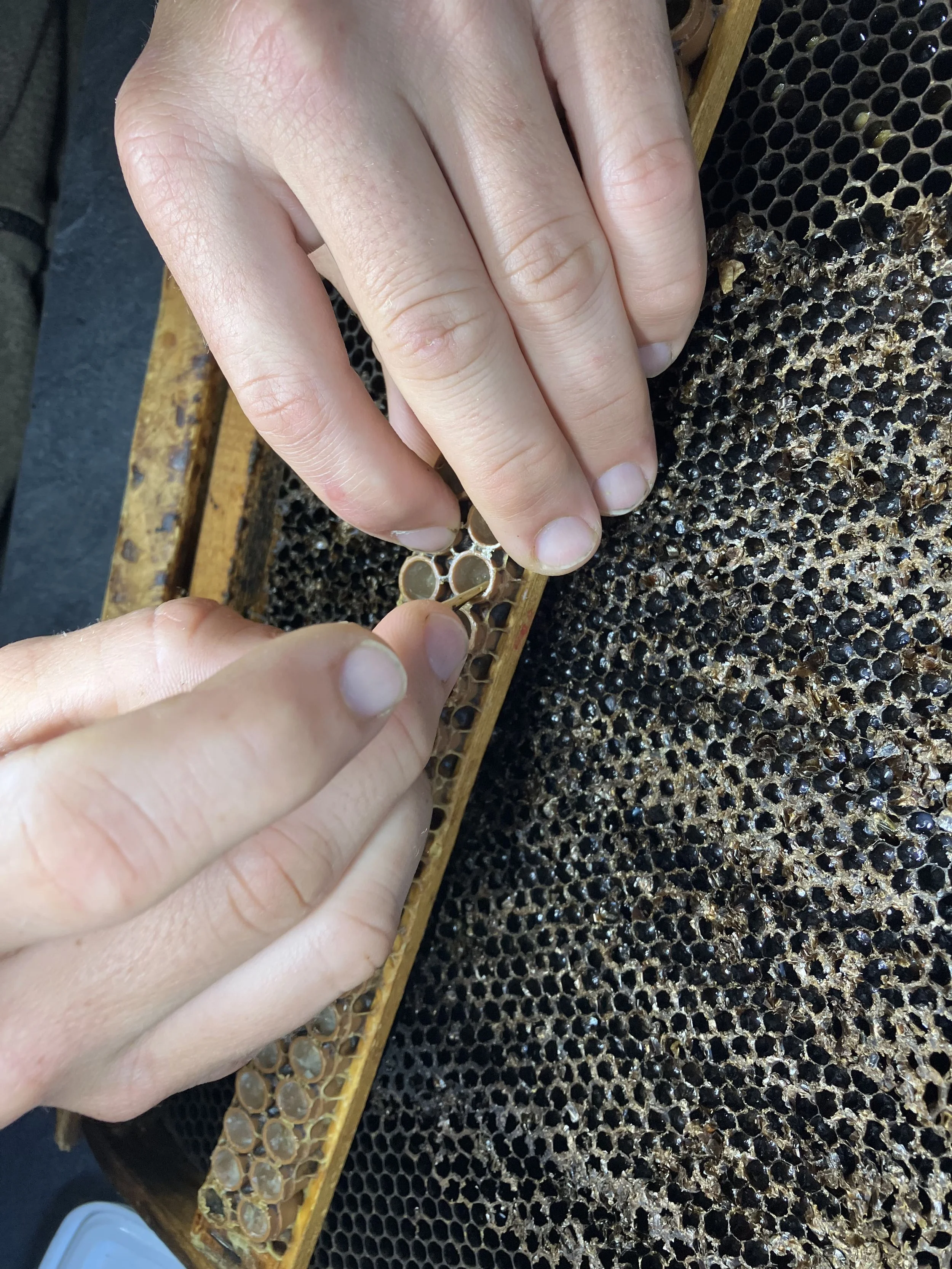 greffage gelée royale