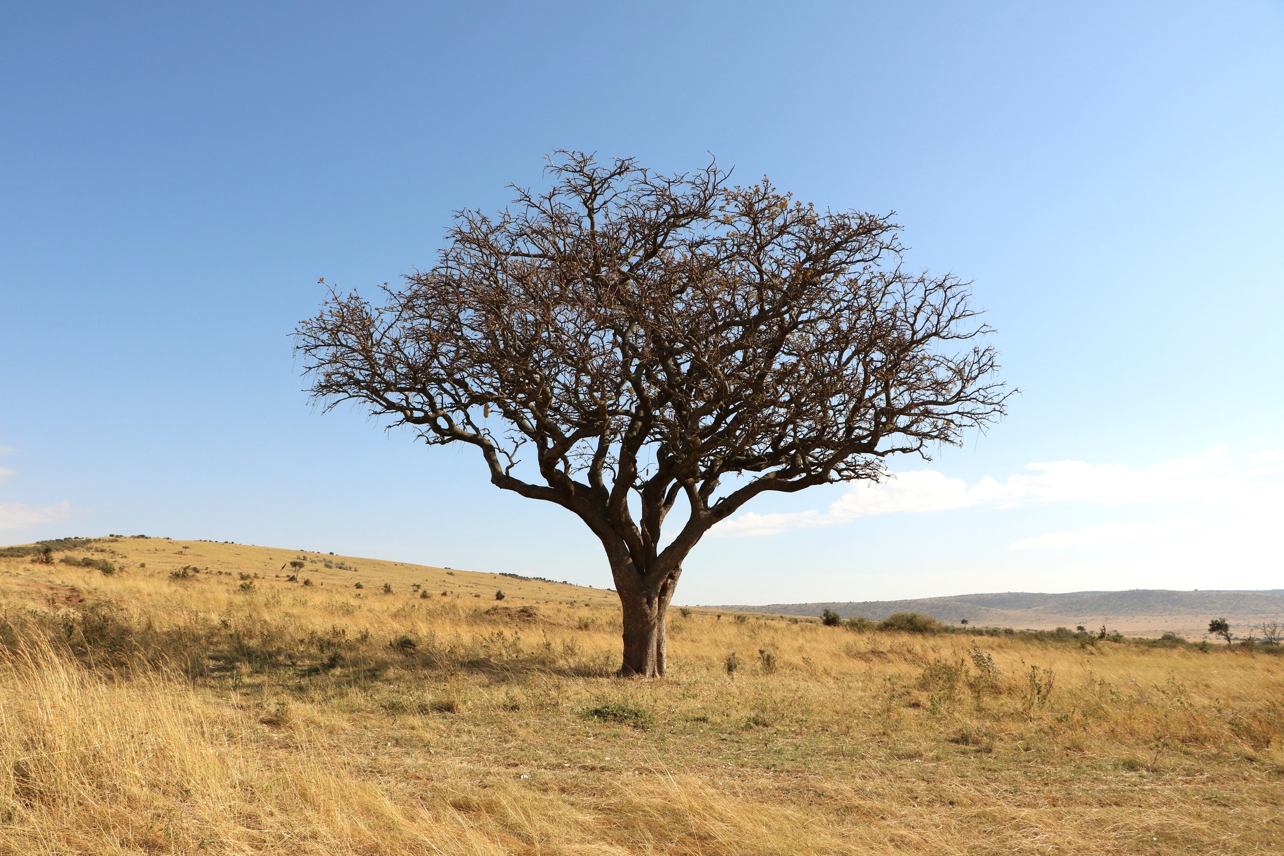 tree-2871706.jpg