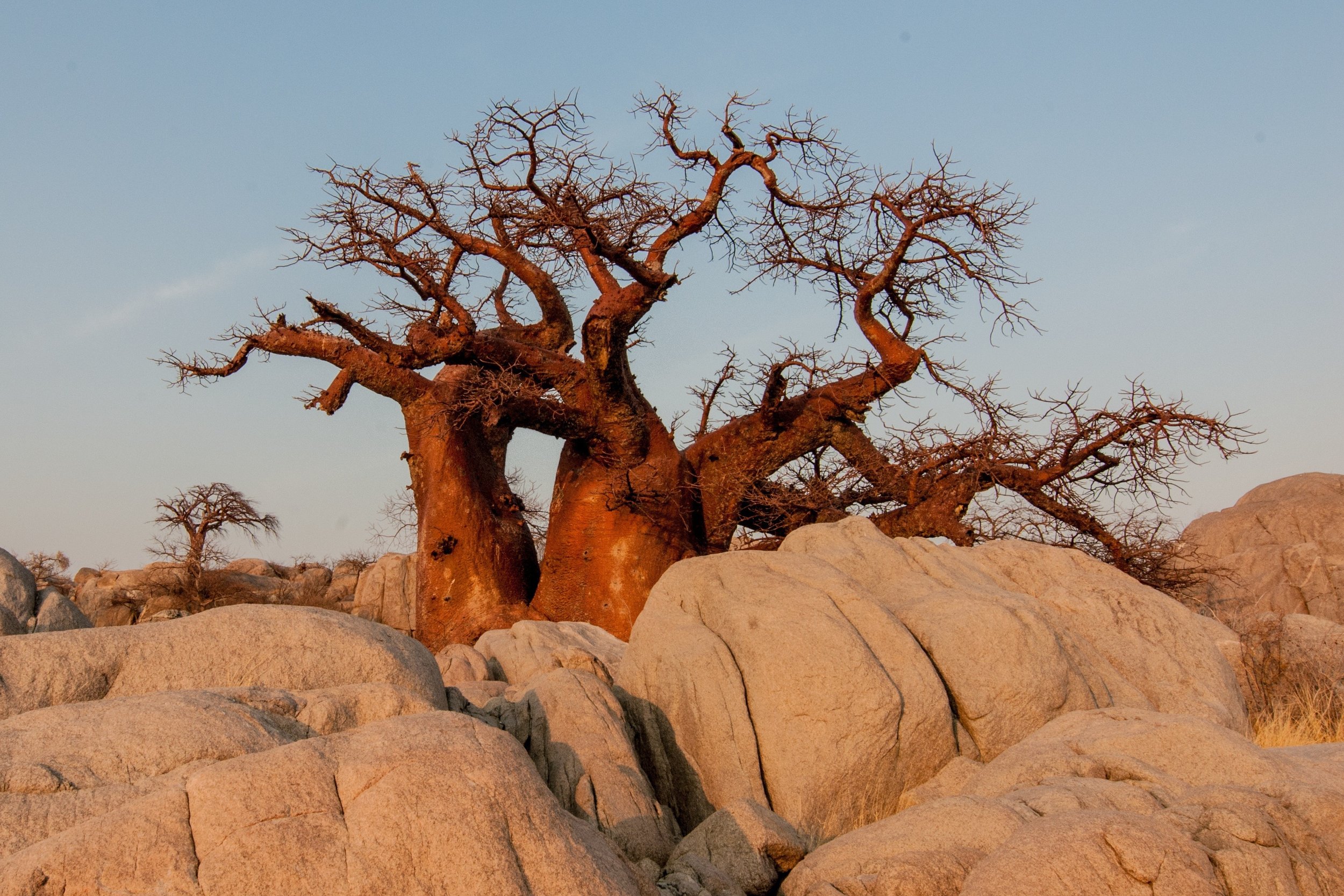 botswana-694486.jpg
