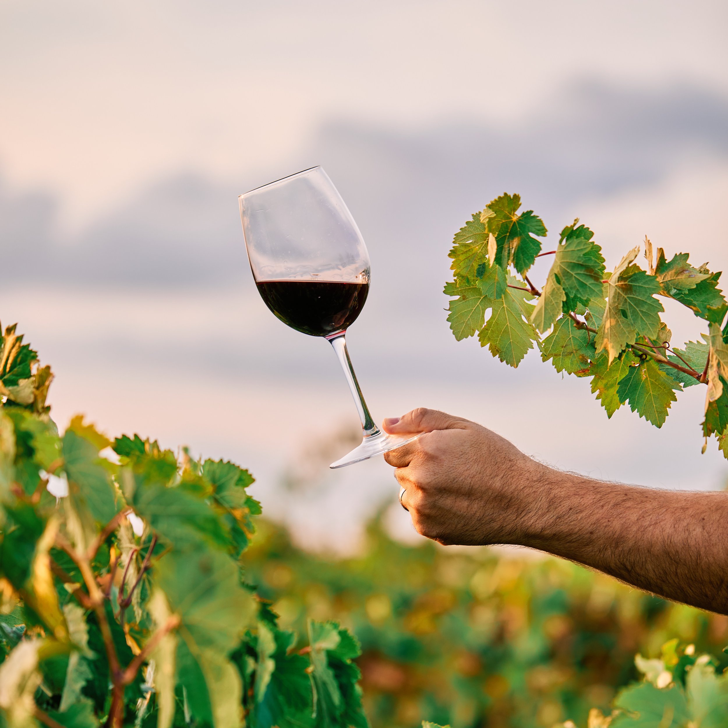 vertical-shot-person-holding-glass-wine-vineyard-sunlight.jpg