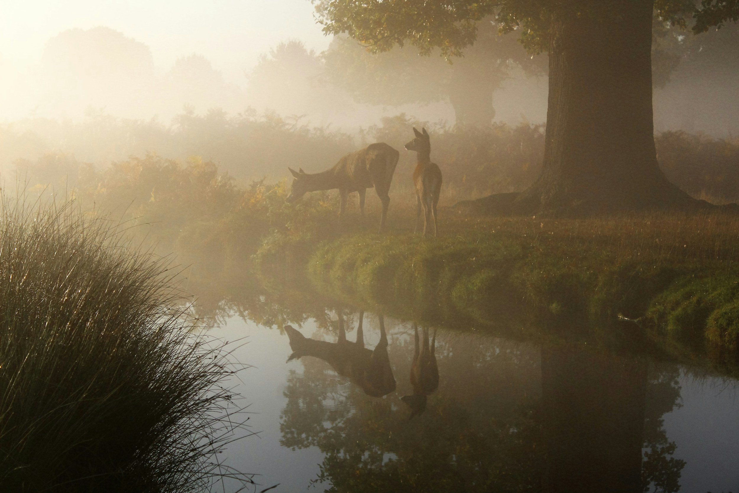 Two deer near reflective body of water in a misty early morning light, symbolizing wilderkind trend.