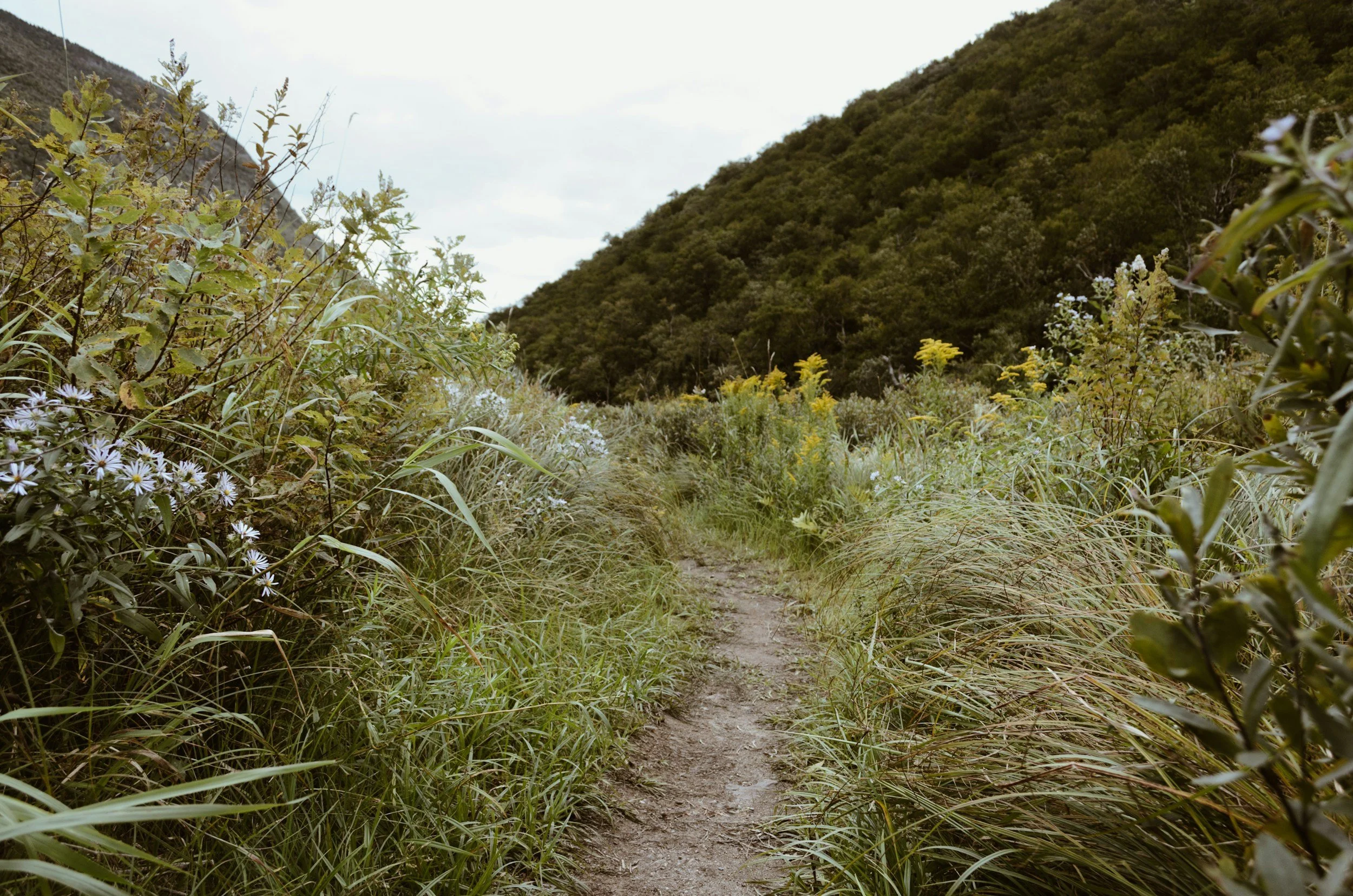 A narrow dirt trail winds through tall green grass and wildflowers in a hilly, forested landscape under a cloudy sky. Representing starting your healing journey through the help of therapy.