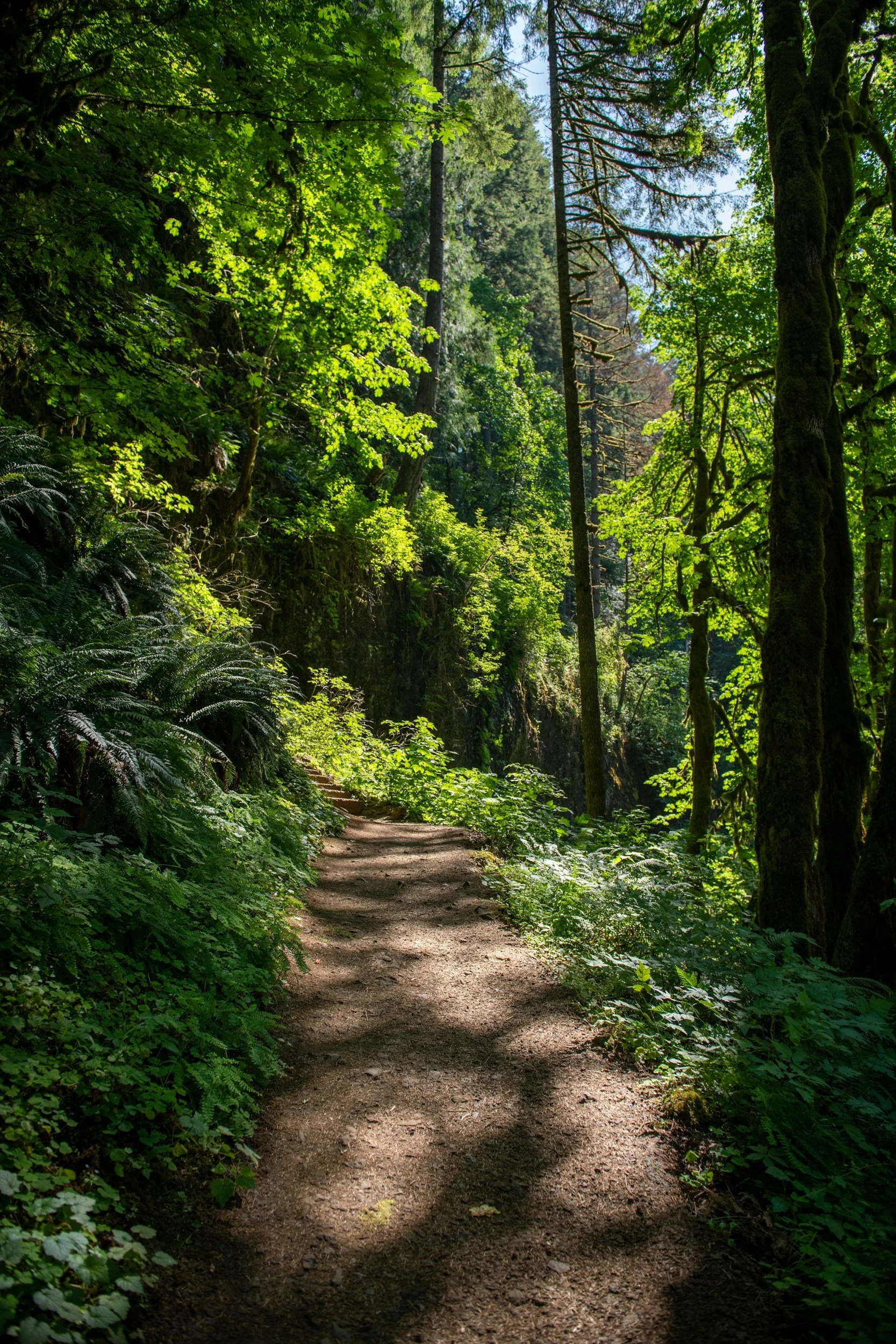 A forest trail surrounded by green trees and lush vegetation, with sunlight filtering through the canopy. Representing a path to an authentic and balanced life with the help of therapy.