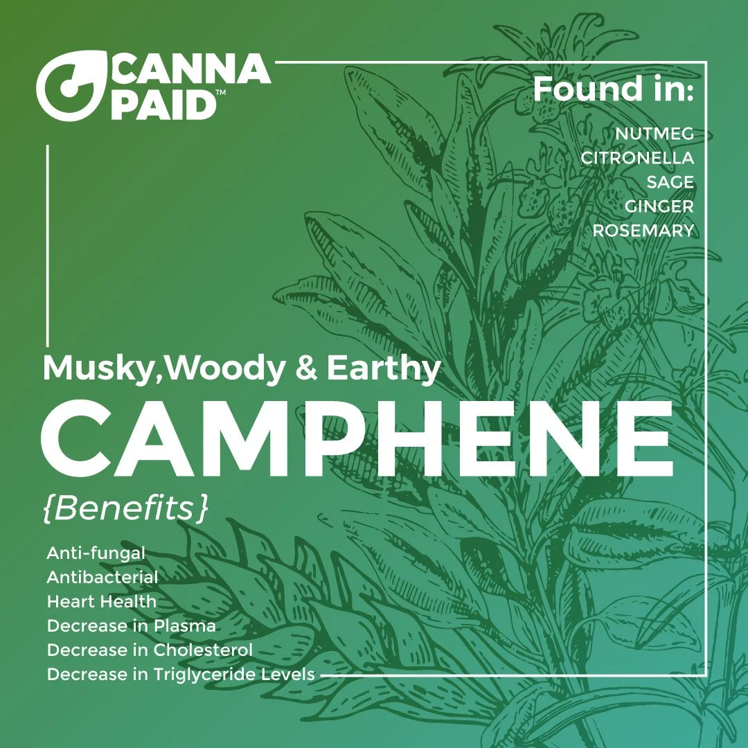 Camphene-v3.jpg