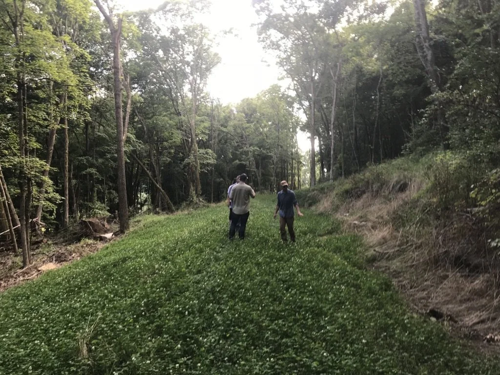 Two people standing in a green patch in the forest