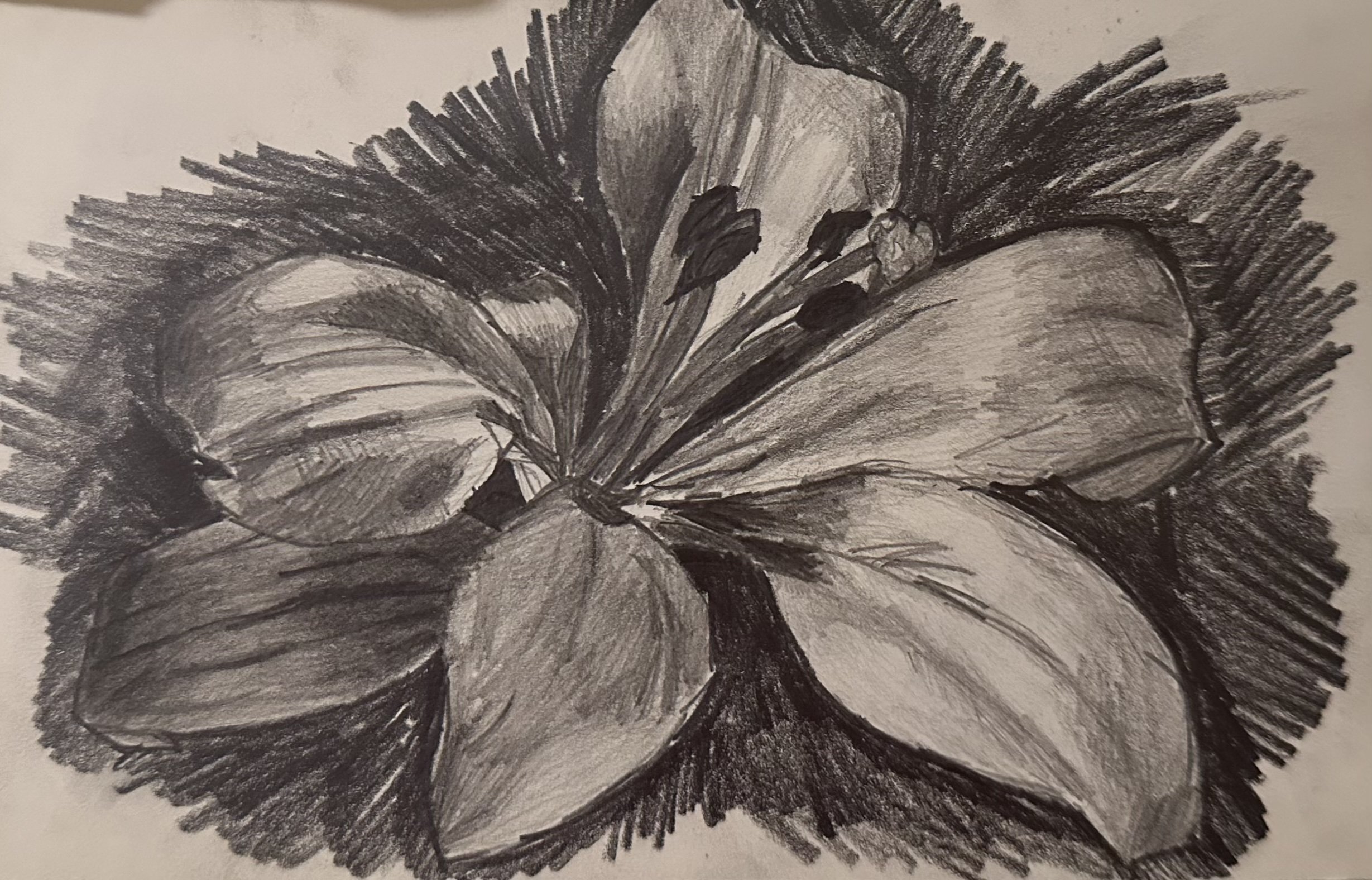 Flower I (2022) 5in x 8in - Pencil on Paper